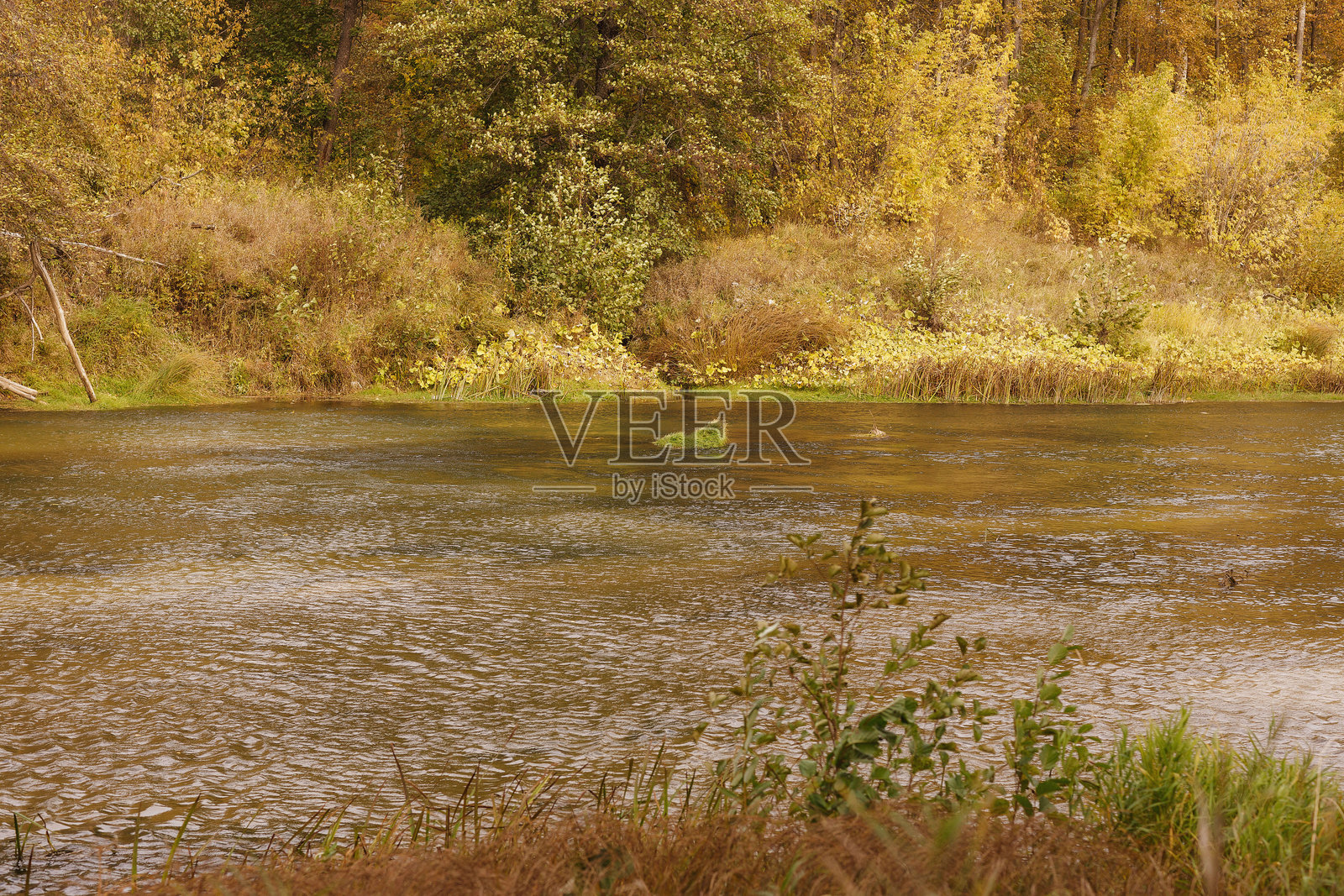 马里乔德拉国家公园的伊莱特森林河,拍摄于秋天的一天照片摄影图片
