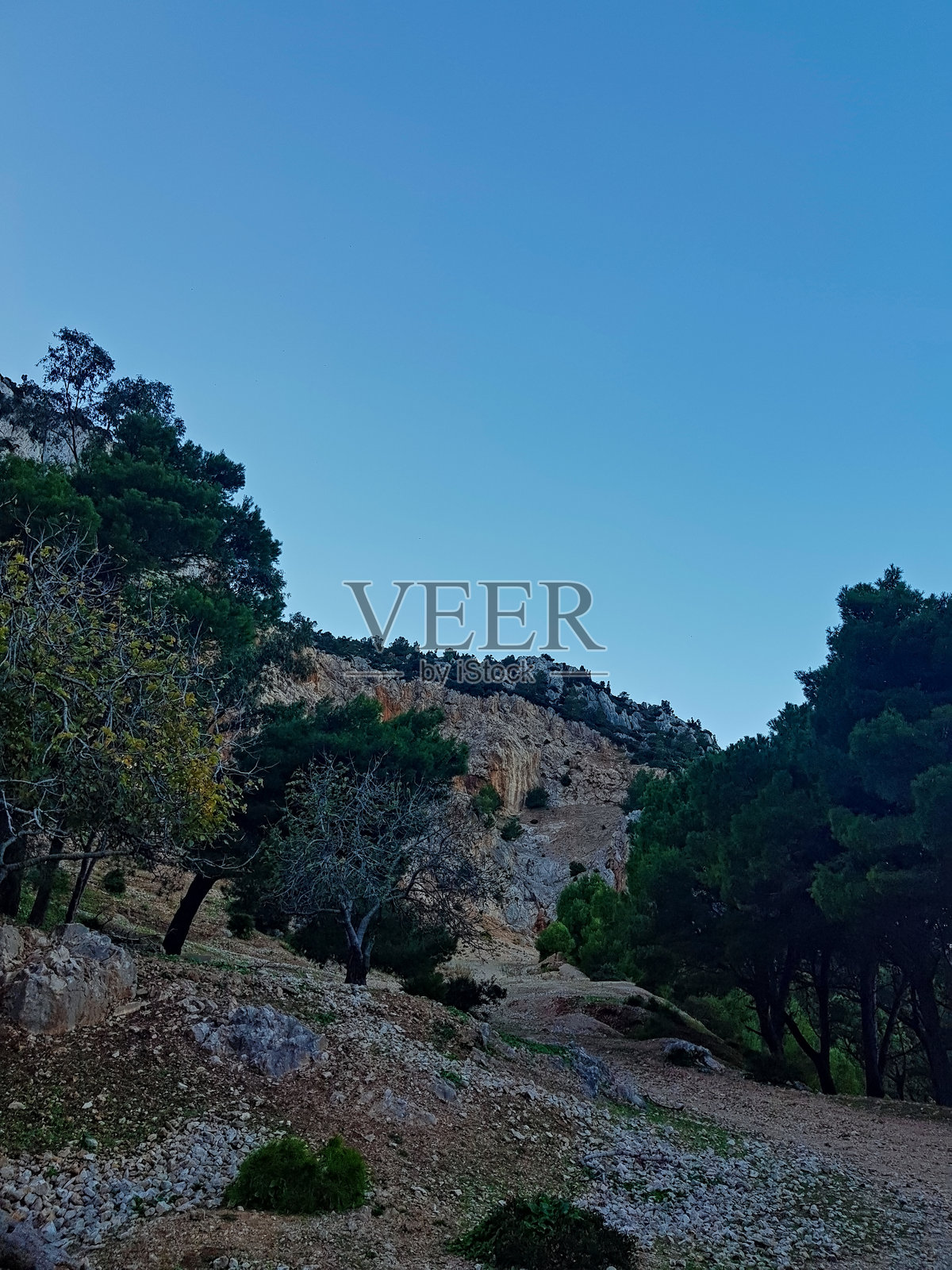 令人惊叹的自然景观,榕树与松树在和谐的拥抱中交织在一起照片摄影图片