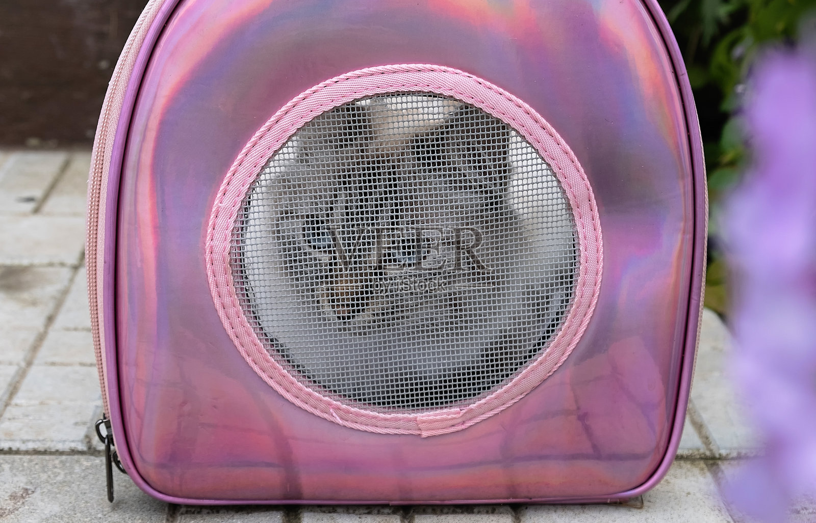 西伯利亚猫在宠物运输箱内的特写镜头。照片摄影图片