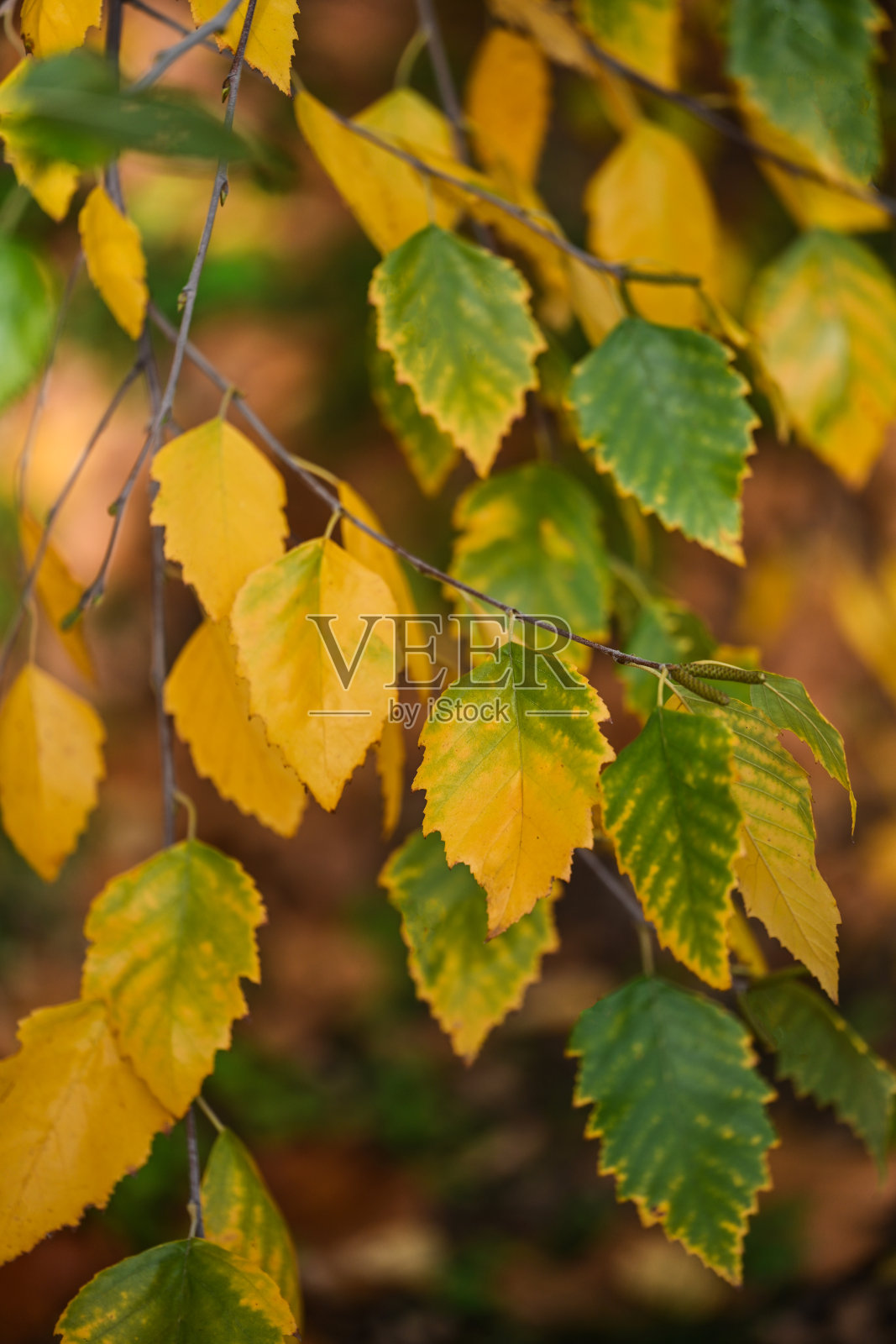 秋天的白桦树照片摄影图片
