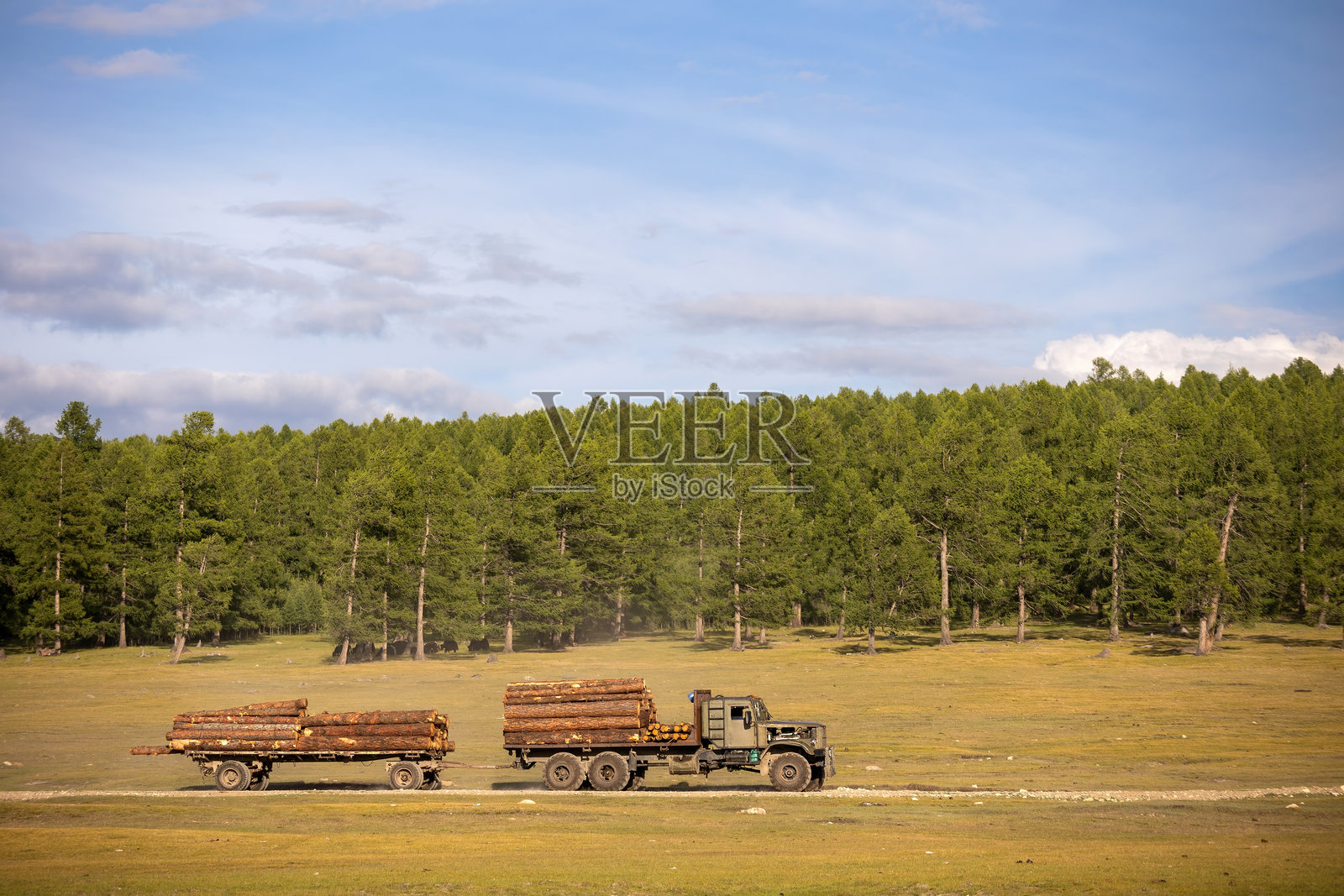 老式俄罗斯军用卡车在蒙古森林中运送落叶松木材照片摄影图片