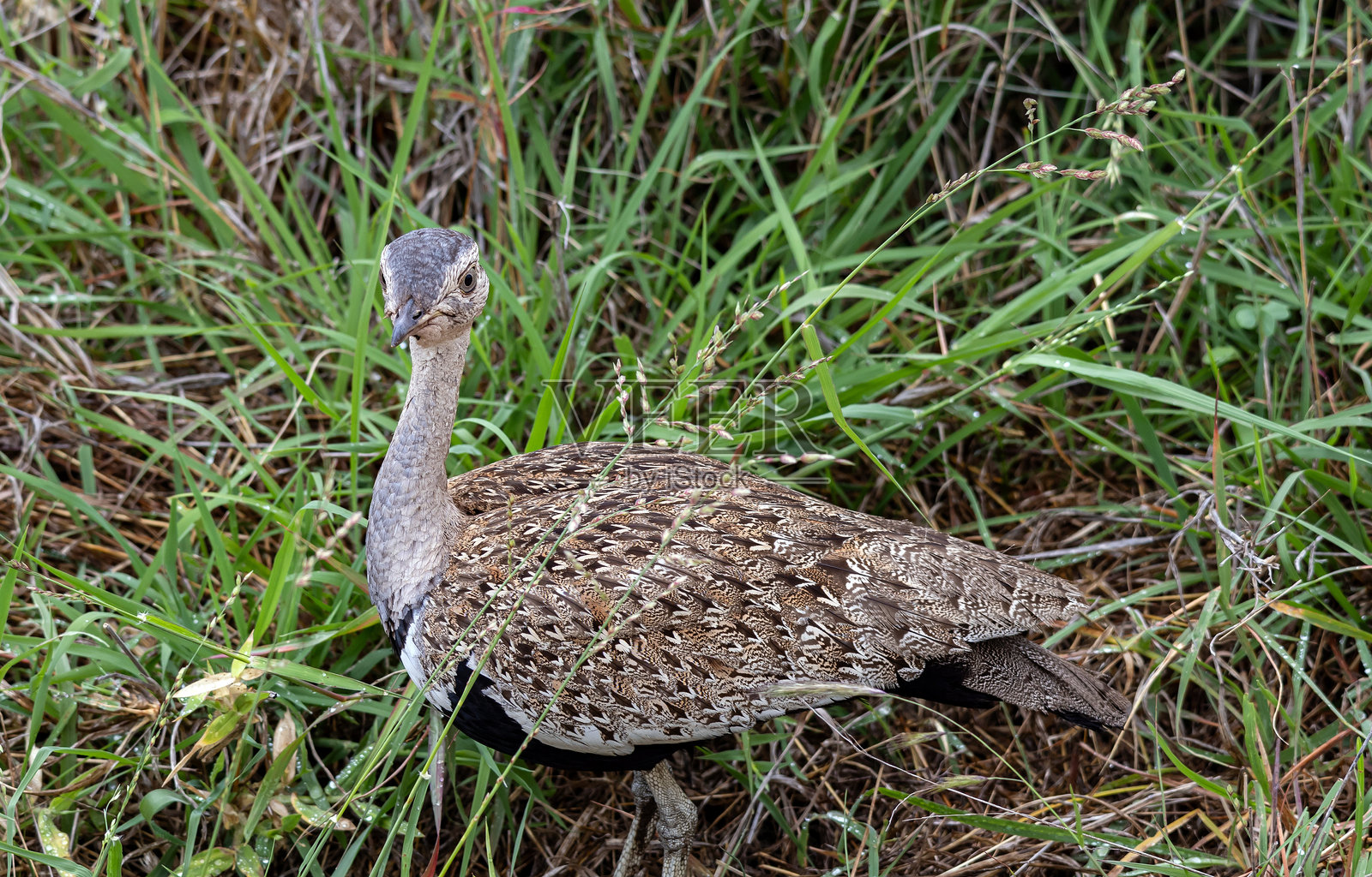 近距离观察,绿草中的红冠可汗照片摄影图片