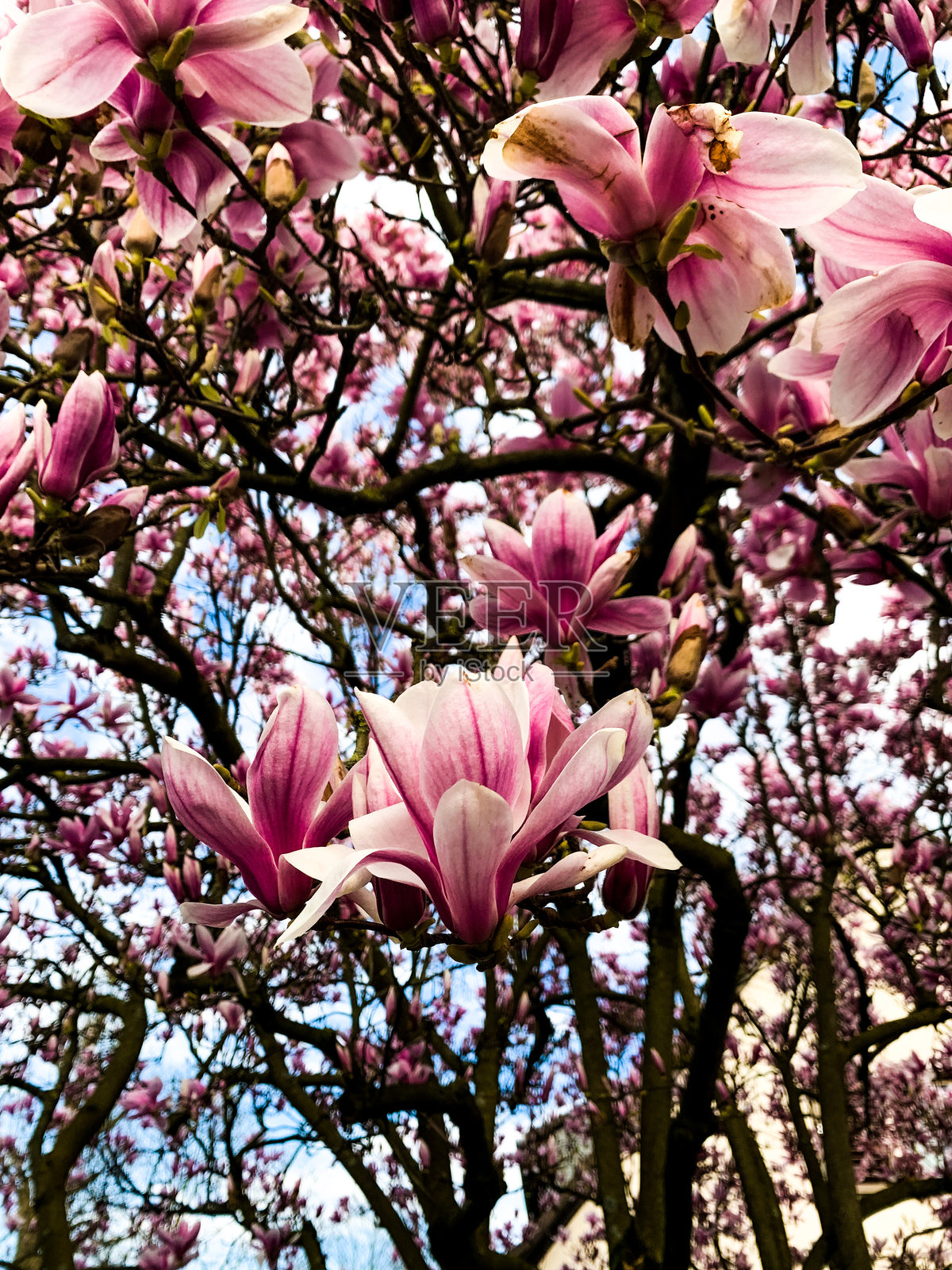 盛开的玉兰花照片摄影图片