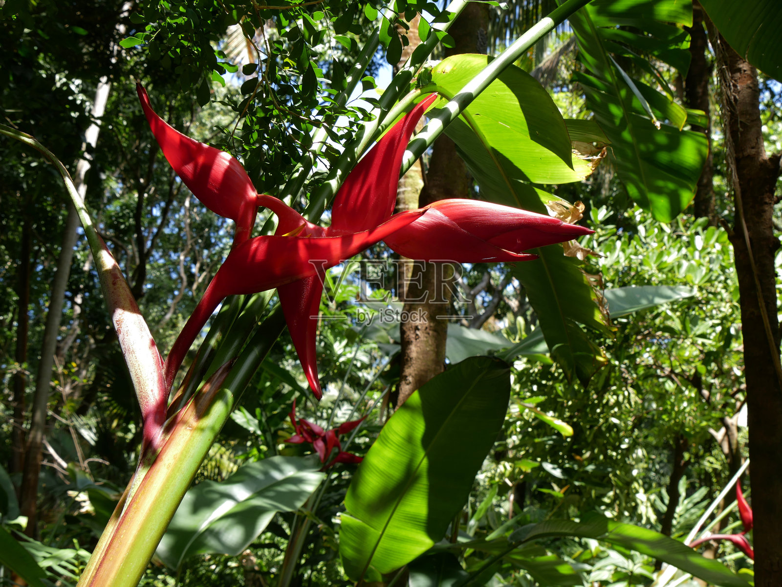 红色的直萼天堂鸟花和花朵,热带花卉照片摄影图片