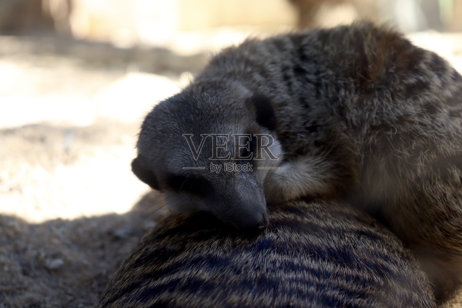 狐獴照片摄影图片