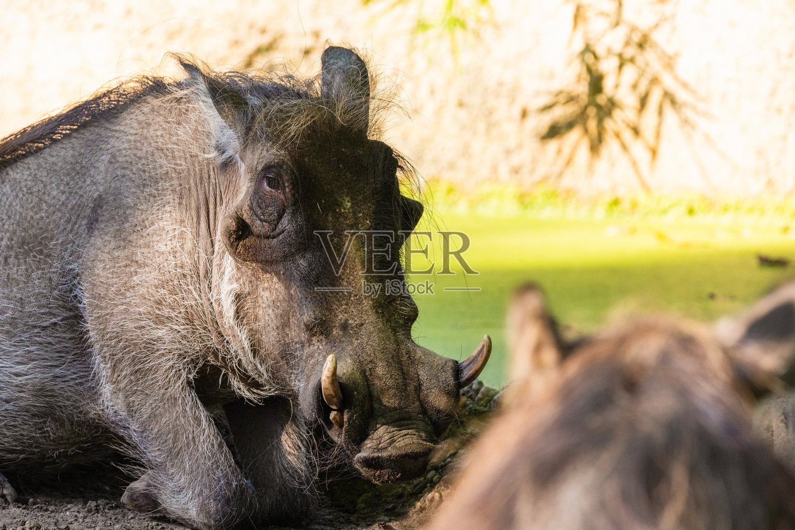 普通疣猪,站得非常近照片摄影图片