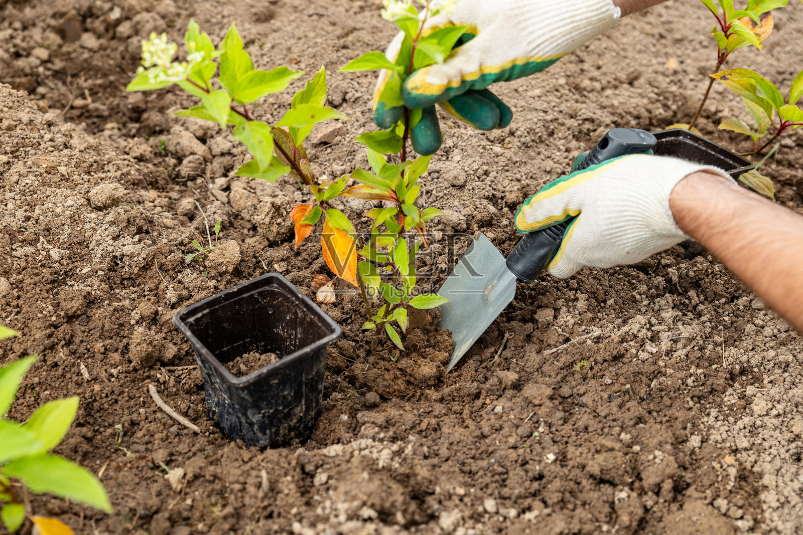 戴手套的男人用园艺铲在院子里种植植物。园丁手中的幼苗。季节性园艺工作。景观设计。观赏灌木。照片摄影图片