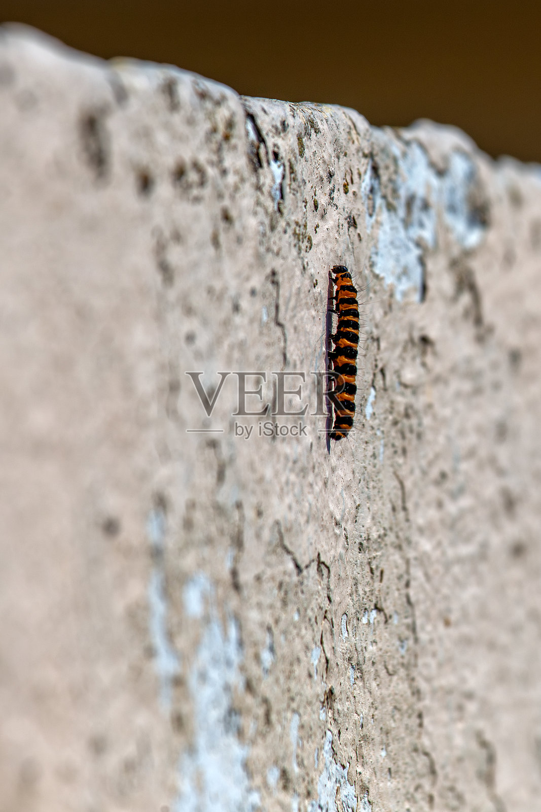 红色毛虫(Tyria jacobaeae)在草地上,常见于欧洲和亚洲。照片摄影图片