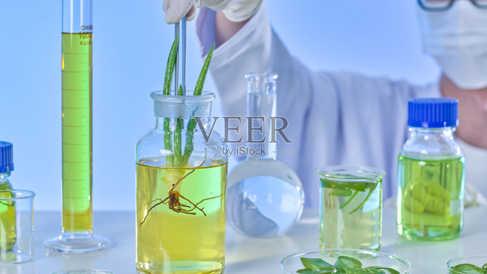 现代实验室中的芦荟实验实例照片摄影图片