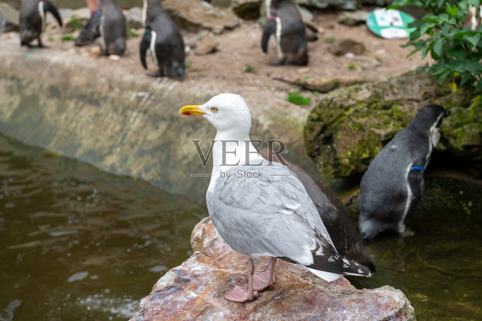 海鸥站在岩石上,背景是水边的企鹅。照片摄影图片