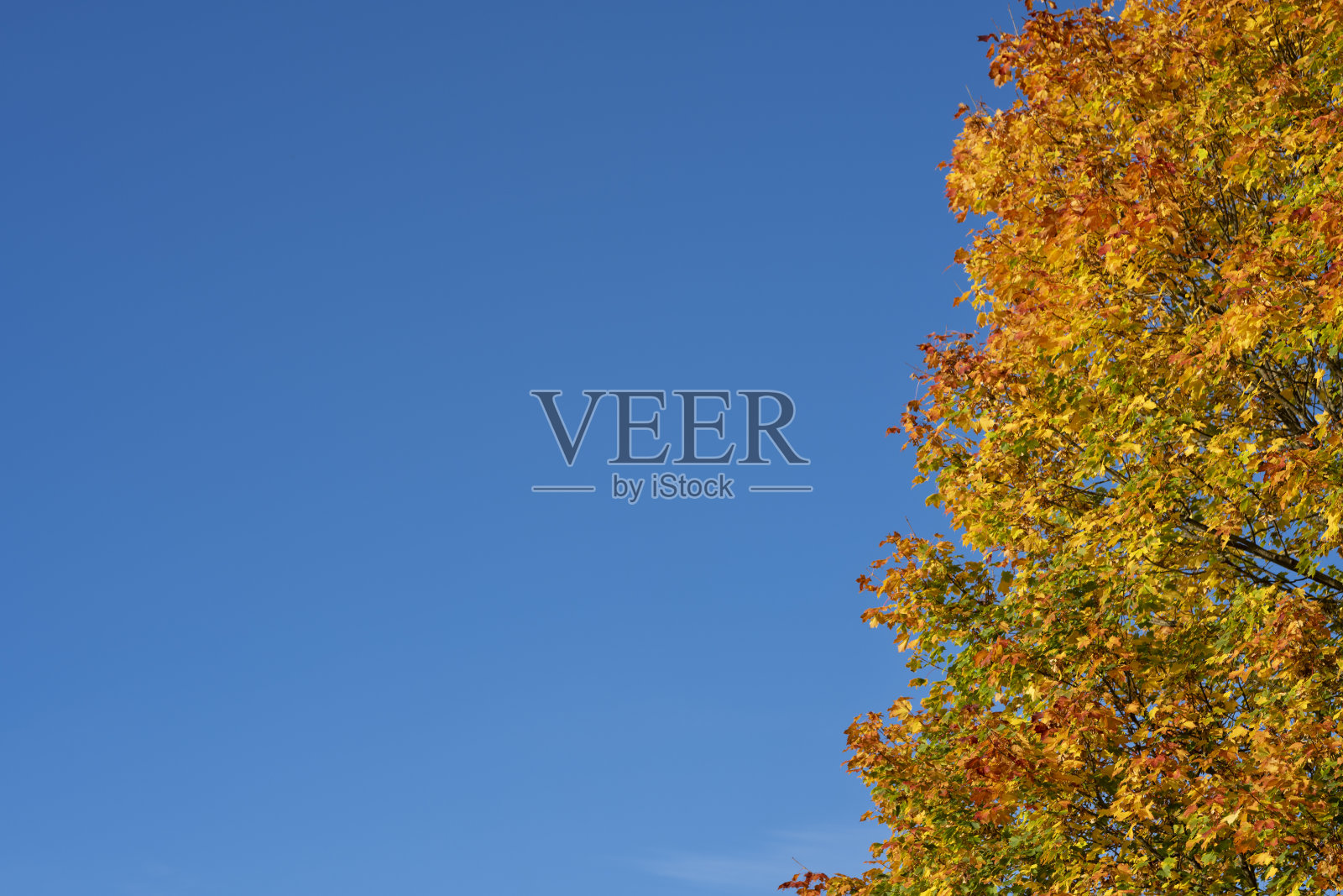 秋天色彩的枫叶与晴朗的蓝天照片摄影图片