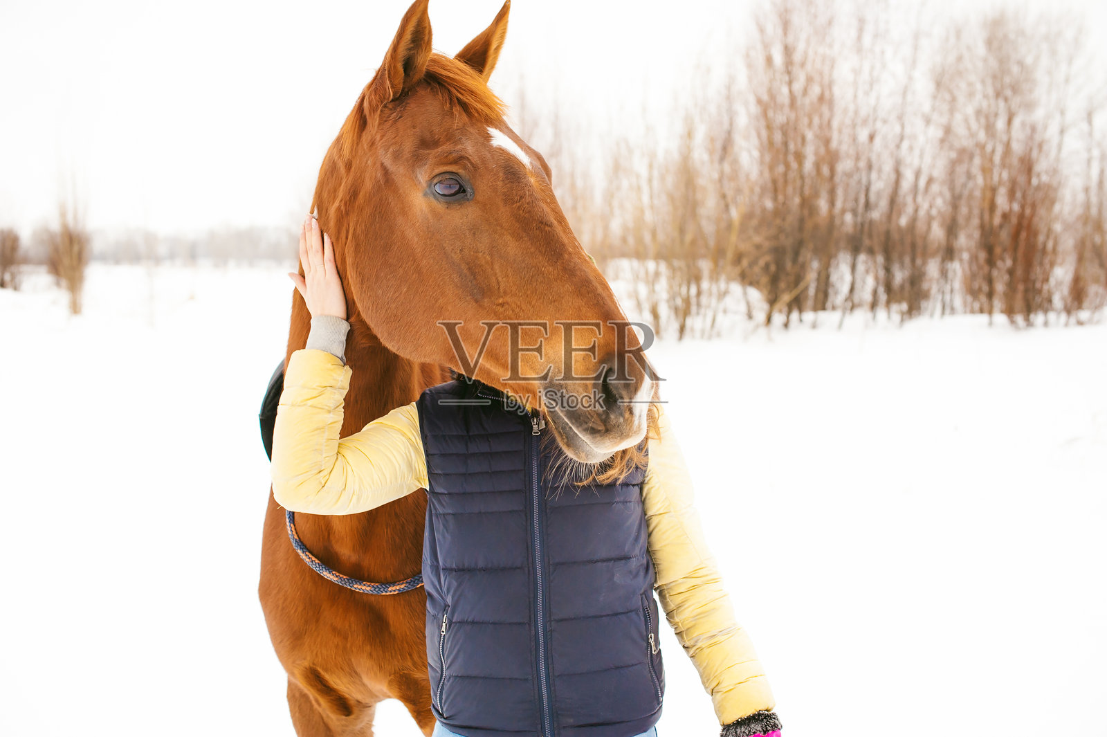 女人在雪覆盖的田野上抚摸马的中部照片摄影图片