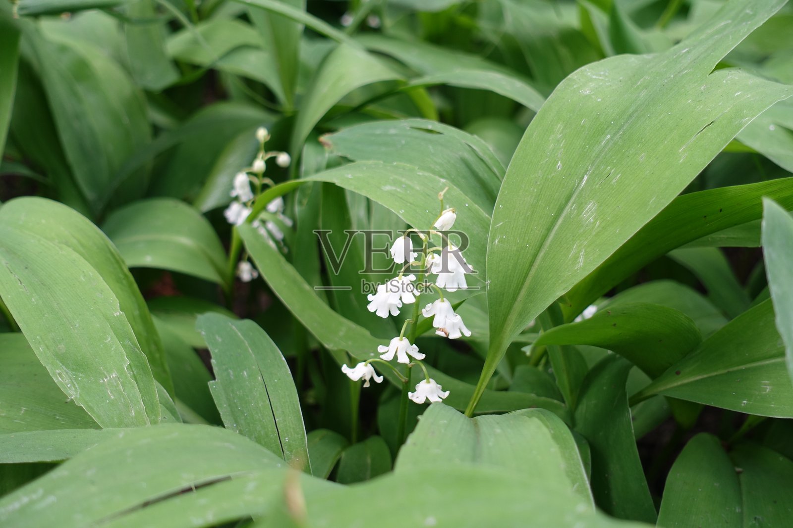 五月中旬铃兰的白色花朵特写照片摄影图片