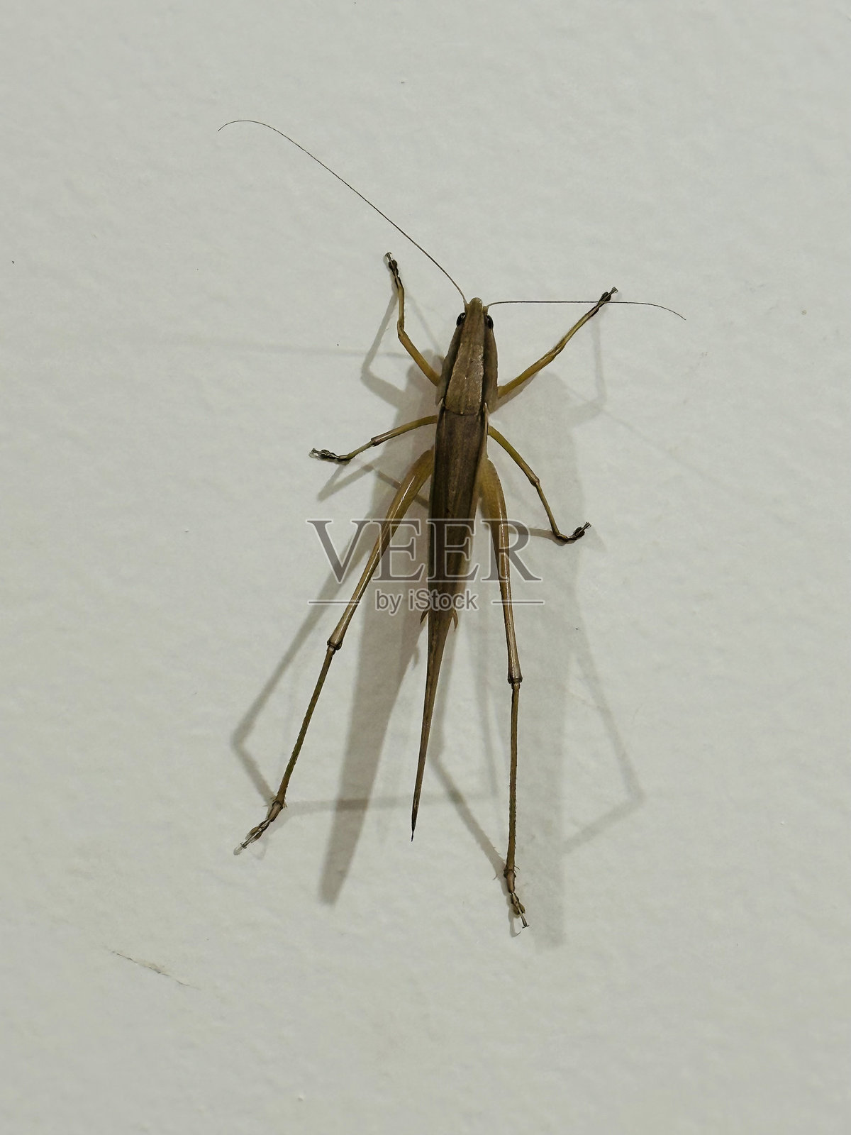 棕色蟋蟀栖息在白色墙壁上,俯视图,室内特写,蟋蟀科。照片摄影图片