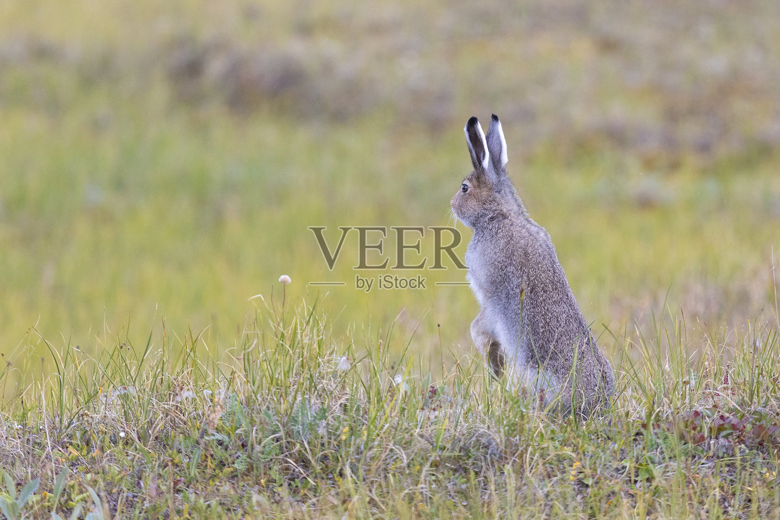 大野兔坐在枯草中照片摄影图片