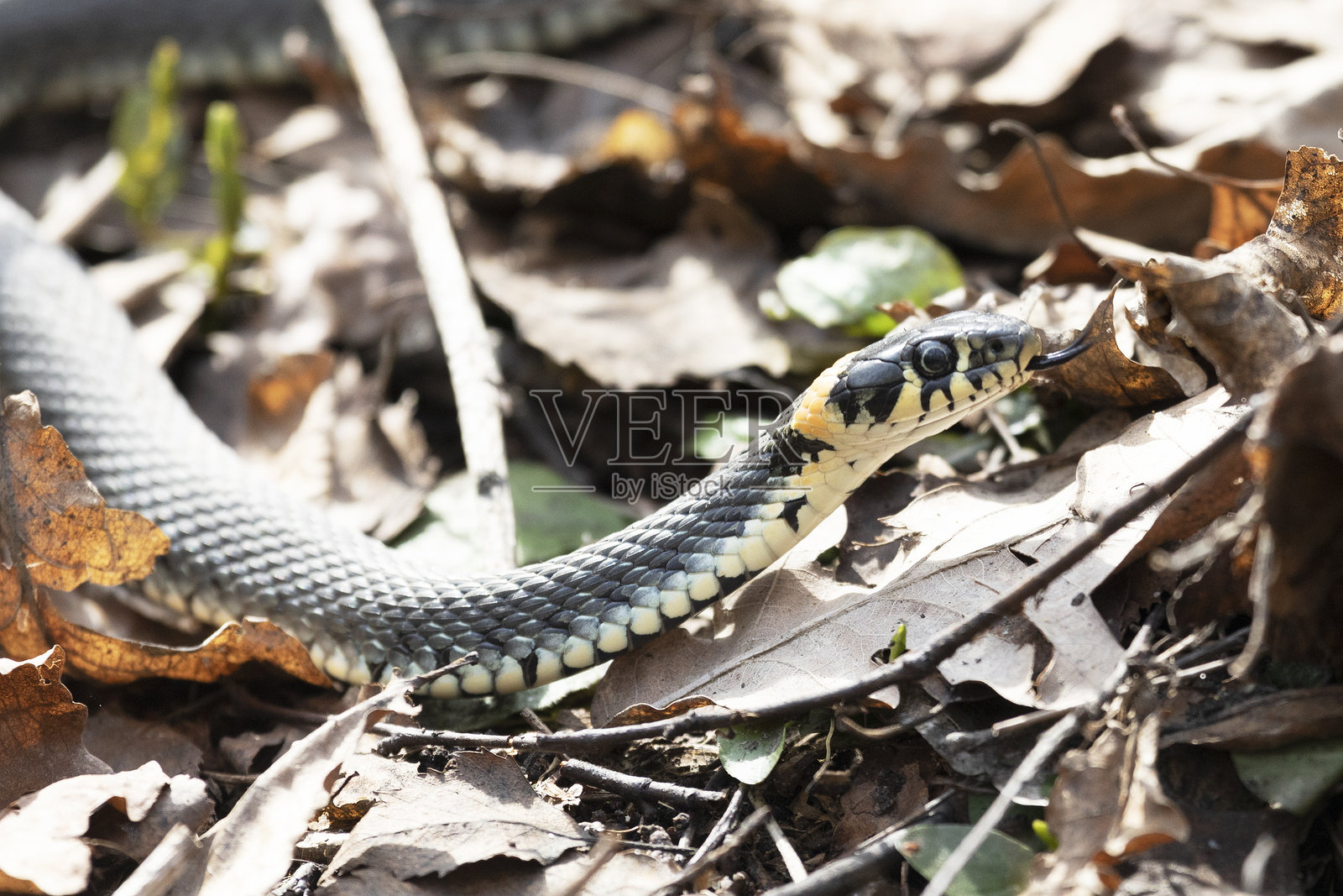 草蛇蜷缩在枯叶上。特写镜头照片摄影图片