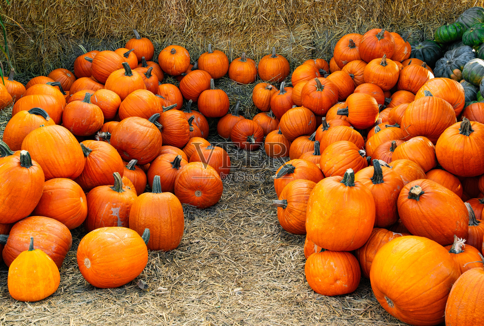 一堆南瓜,万圣节装饰照片摄影图片