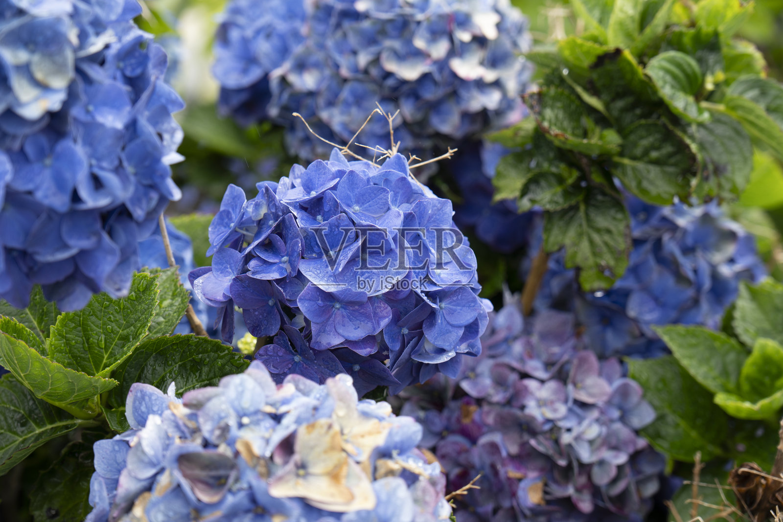 葡萄牙亚速尔群岛的弗洛雷斯岛照片摄影图片