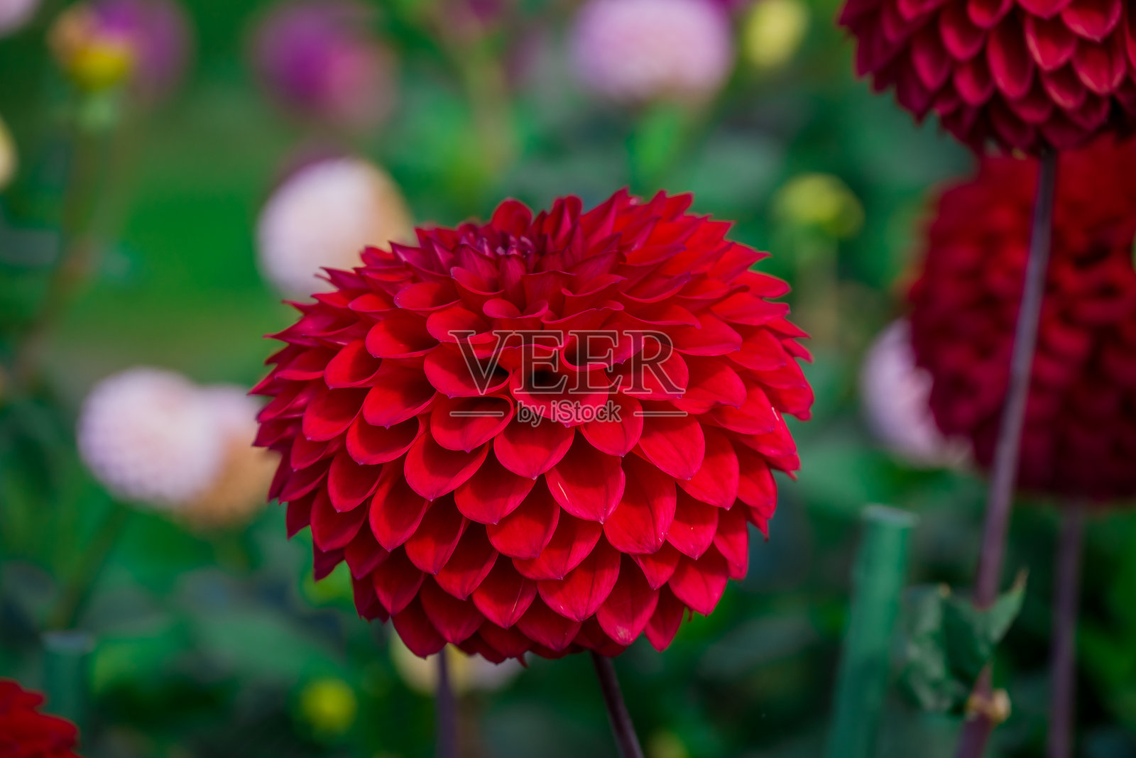 美丽的大丽花在秋季花园中盛开照片摄影图片