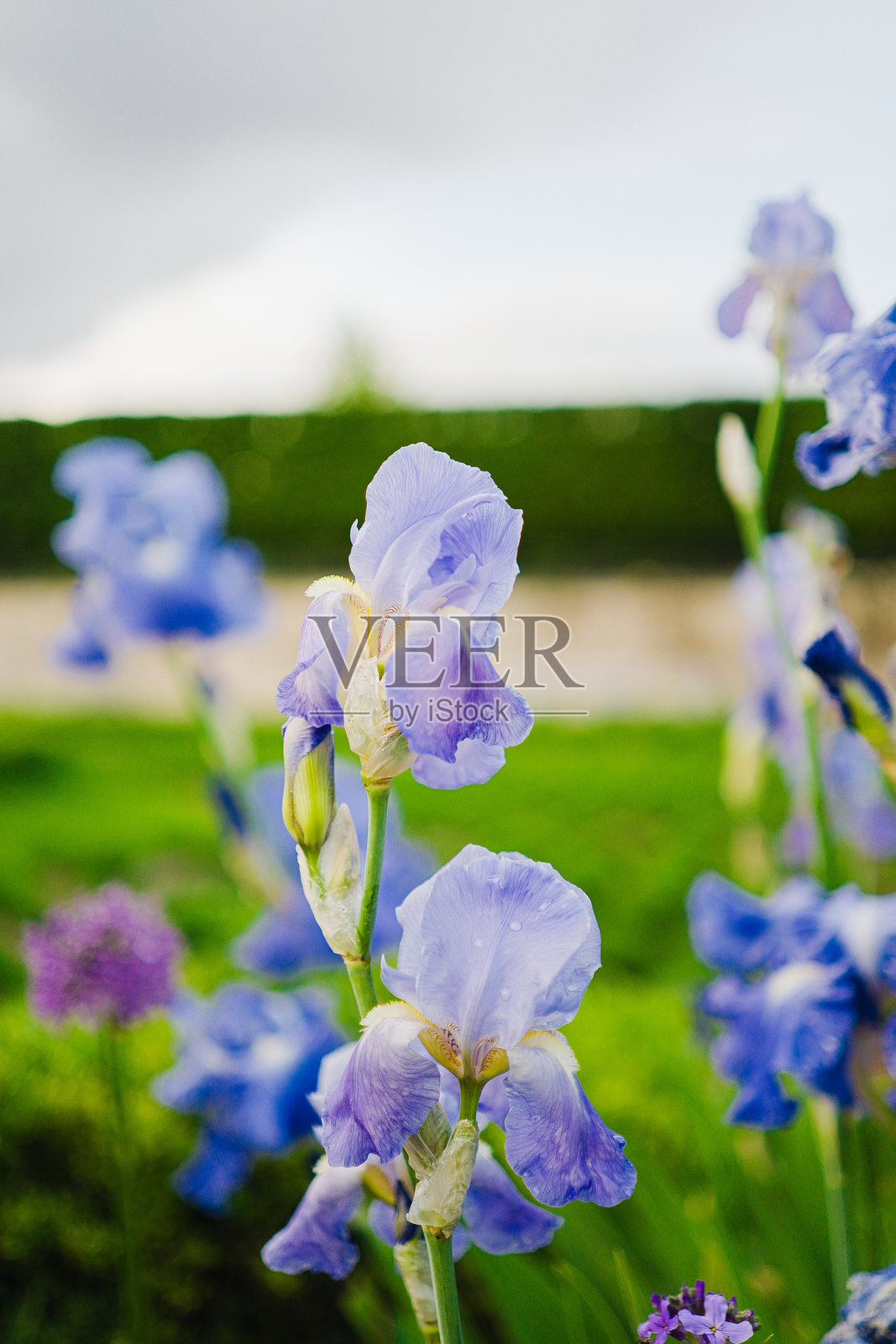 雨后植物园环境中的大理石鸢尾蓝紫色花瓣照片摄影图片