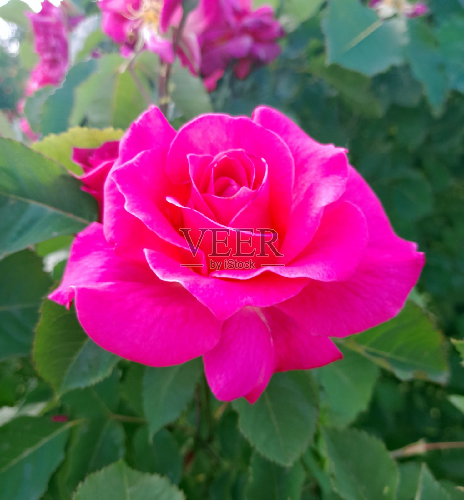 盛开的鲜艳粉色玫瑰特写,伴有花蕾照片摄影图片