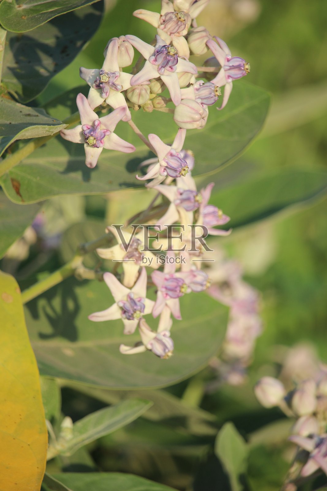 巨毒草或宽叶白花盛开照片摄影图片