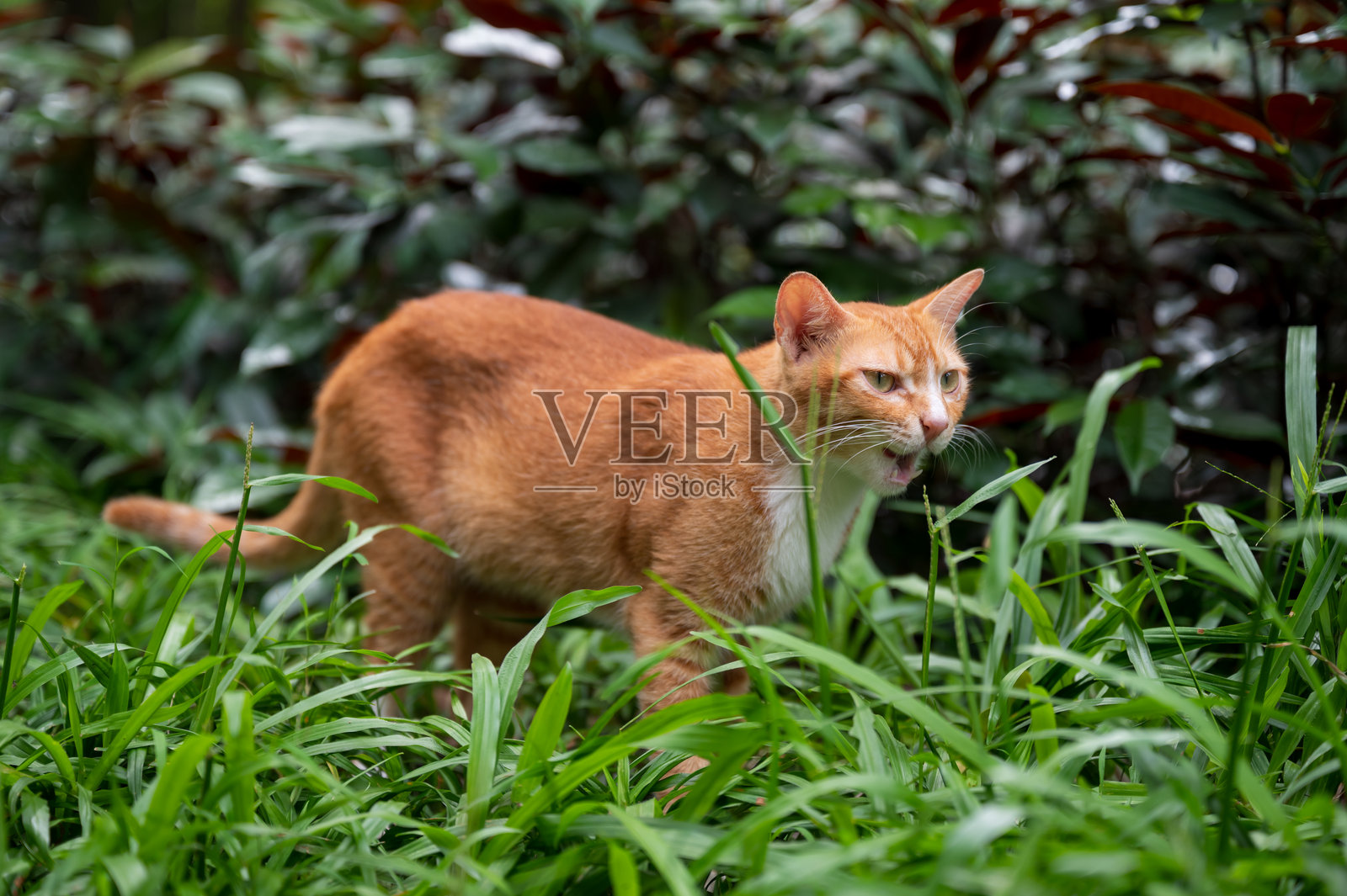 猫在草地上走。照片摄影图片