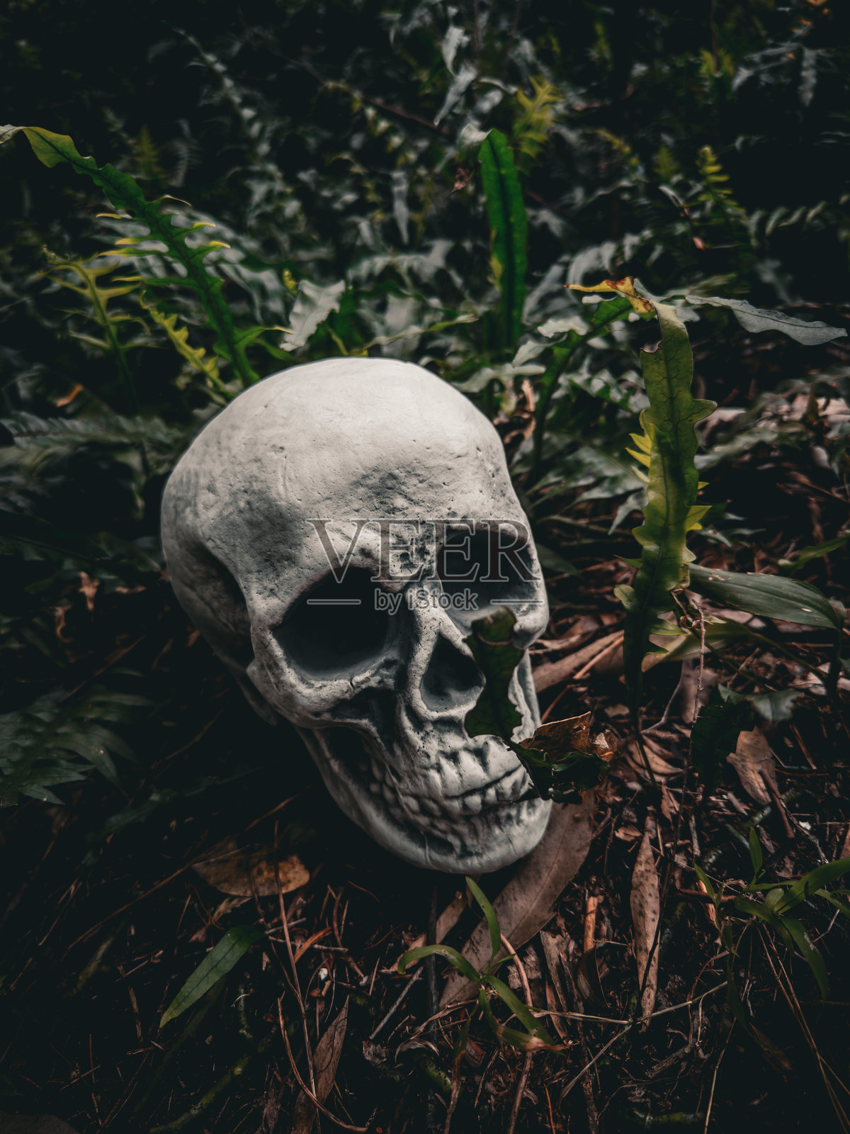 万圣节骷髅,神秘。热带背景。恐怖时刻。照片摄影图片