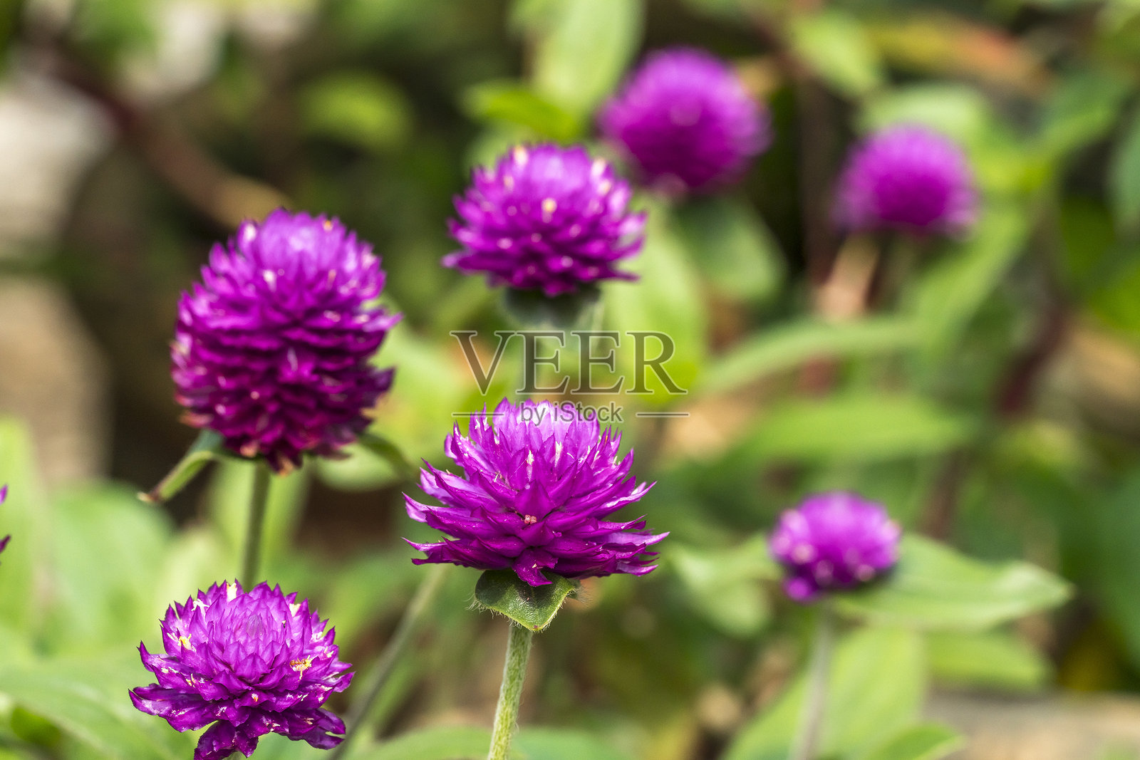 户外盛开的紫色花朵特写照片摄影图片