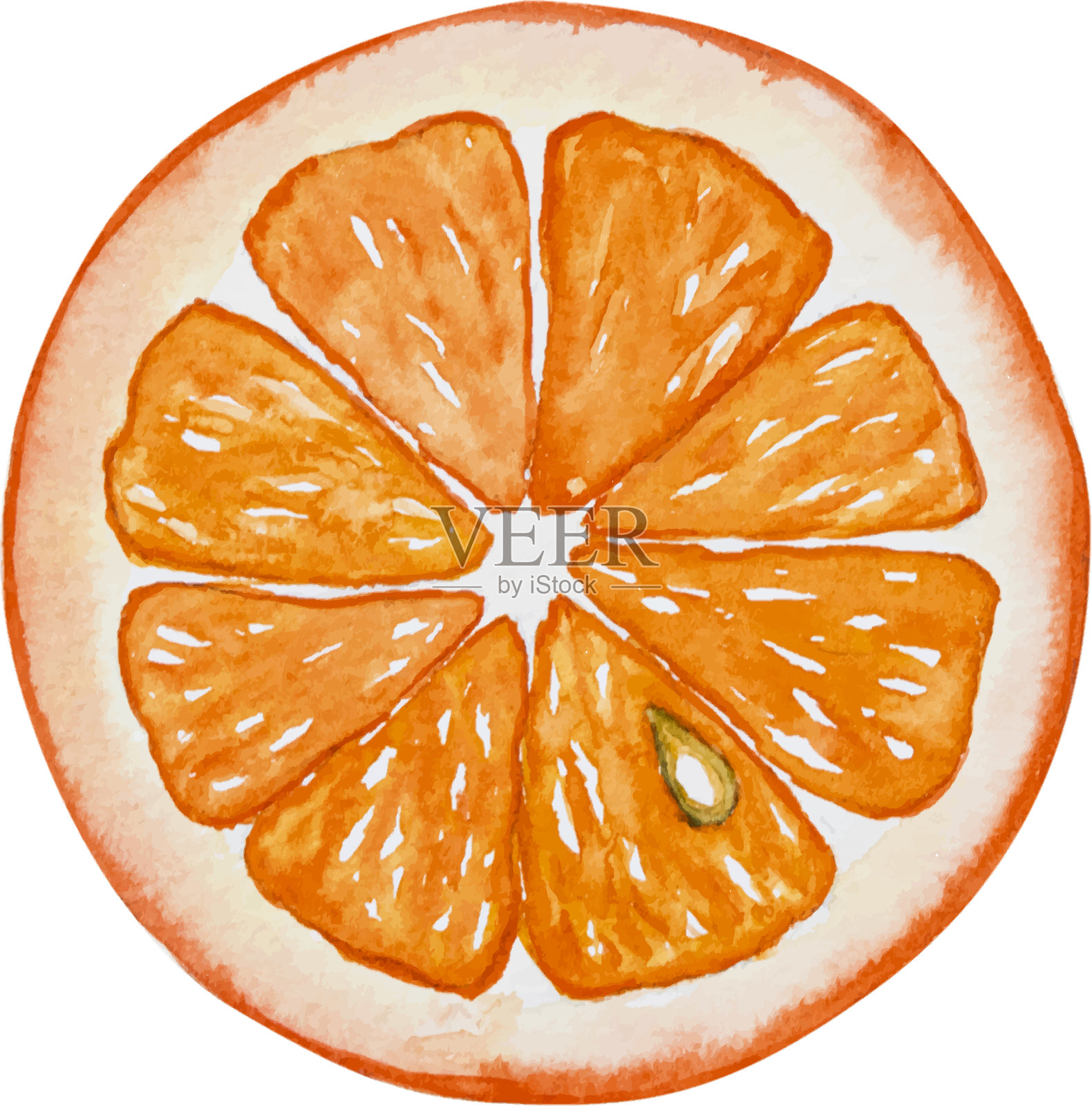 水彩画的橙子切片插画图片素材