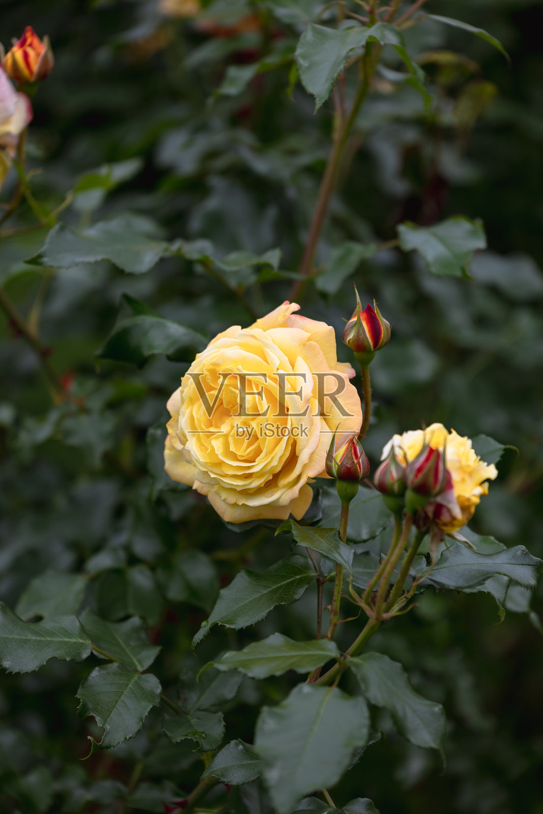 花园的美丽因盛开的鲜艳玫瑰而更加突出。照片摄影图片