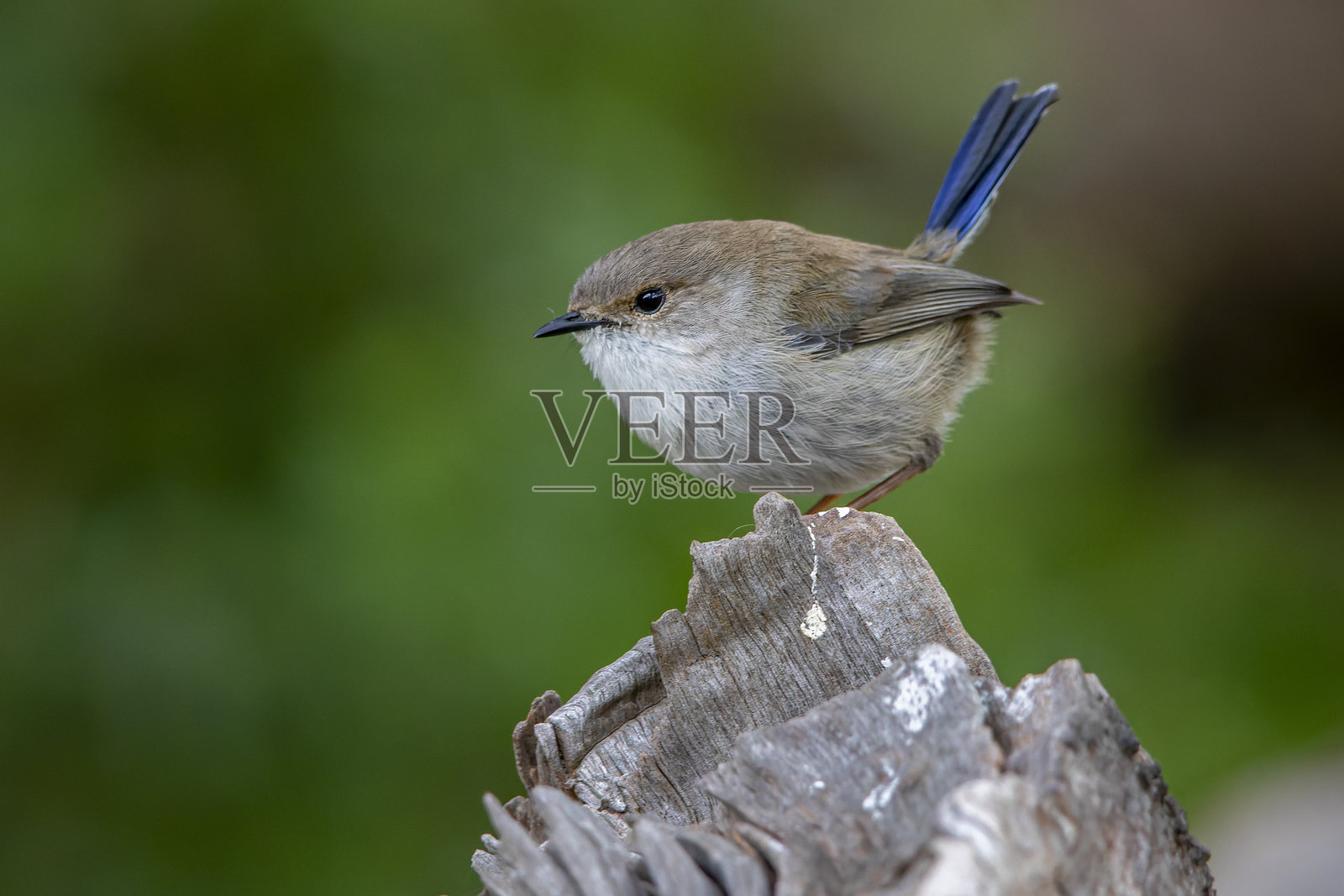 优秀的仙鹟(Malurus cyaneus)雄性照片摄影图片