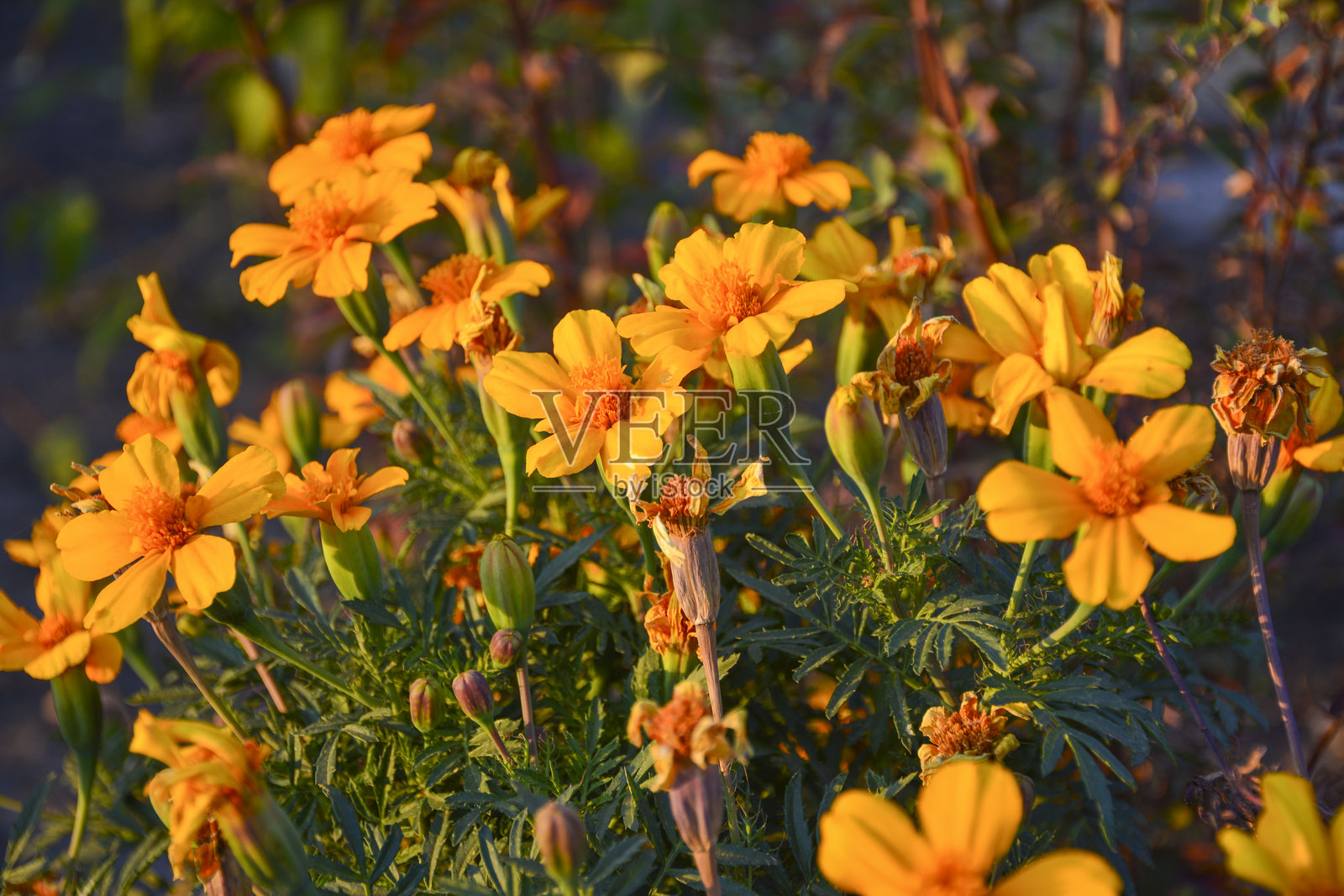 万寿菊花照片摄影图片