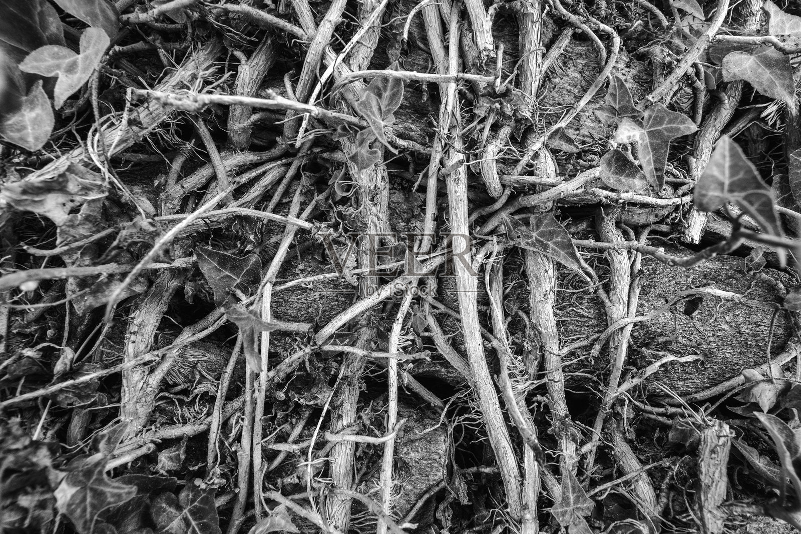 植物的根部照片摄影图片