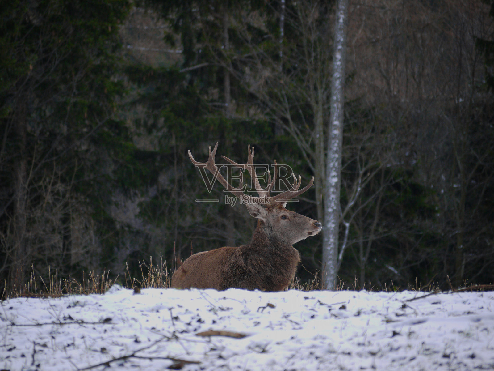 冬季雪林中的一只鹿照片摄影图片