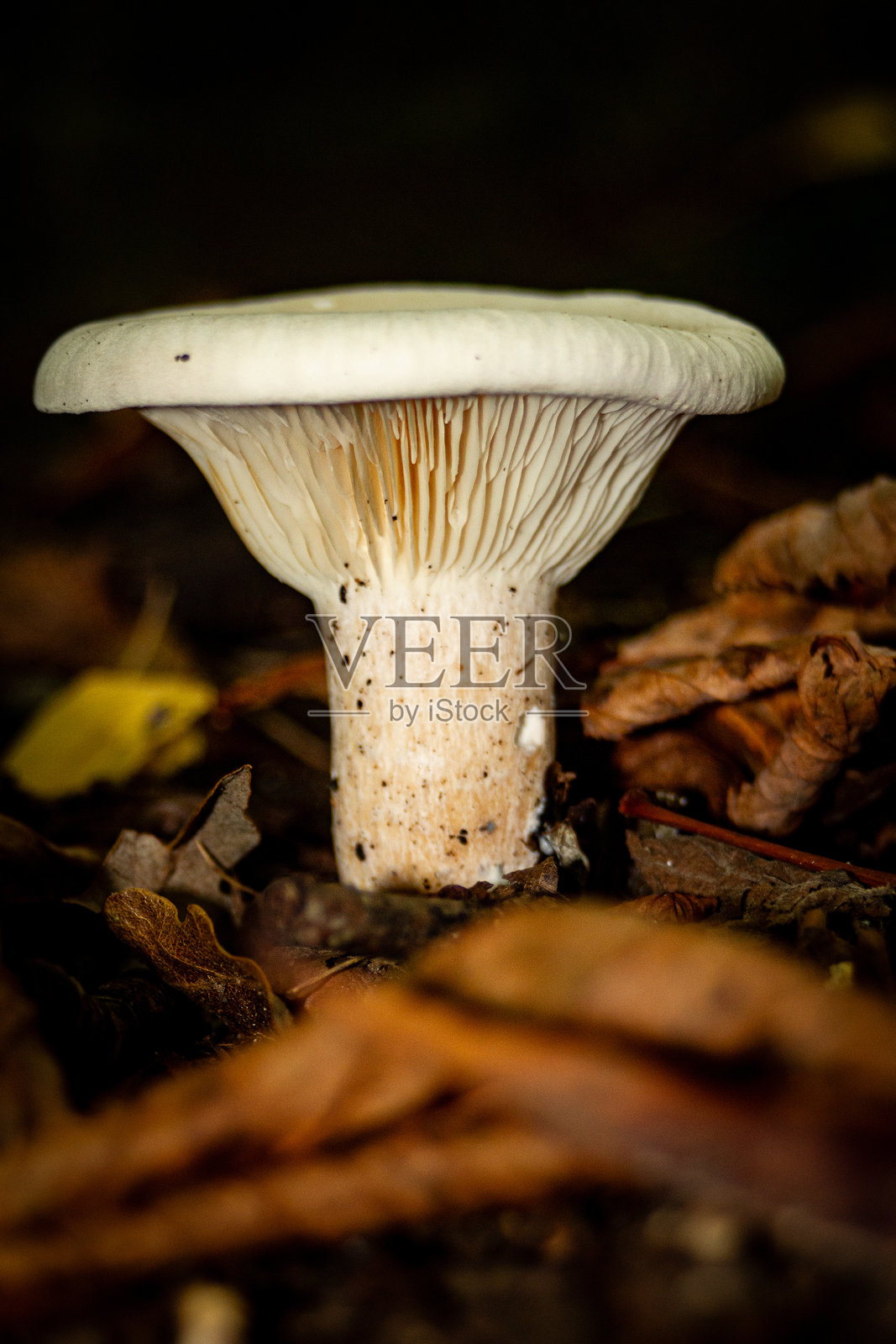 蘑菇季节照片摄影图片