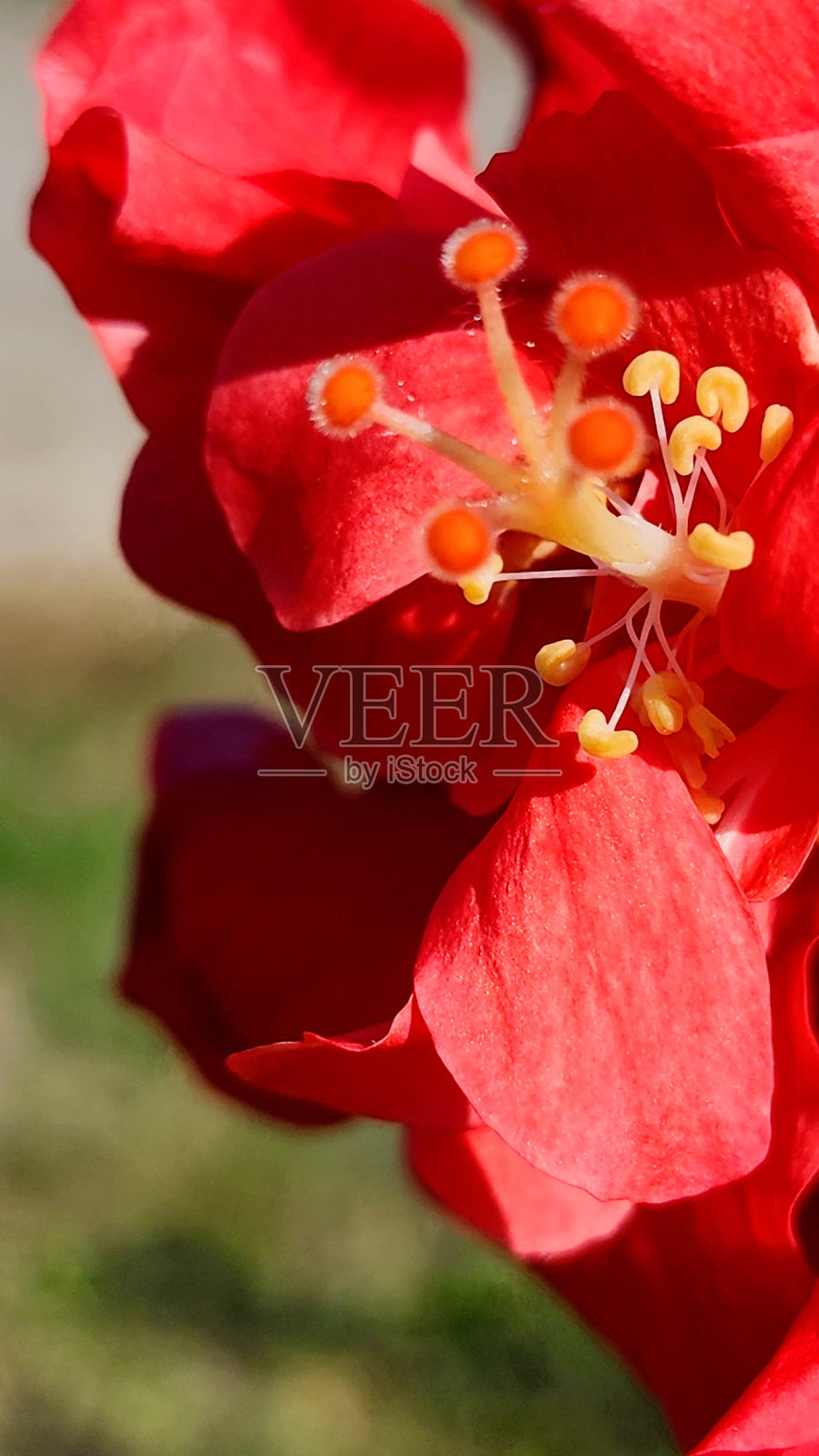 秋季绽放的花朵照片摄影图片