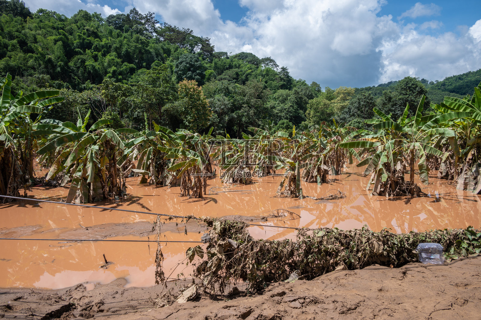 清莱省的香蕉农田在台风雅吉袭击泰国后被洪水和泥浆覆盖。照片摄影图片