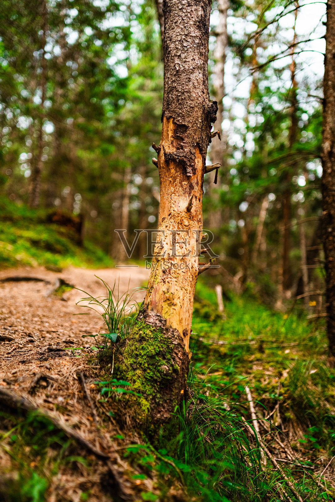 树干上被野生动物(可能是鹿)啃食的树皮,露出被白蚁侵蚀的光秃木质结构,位于黑森林环境中的一条徒步小径旁。照片摄影图片