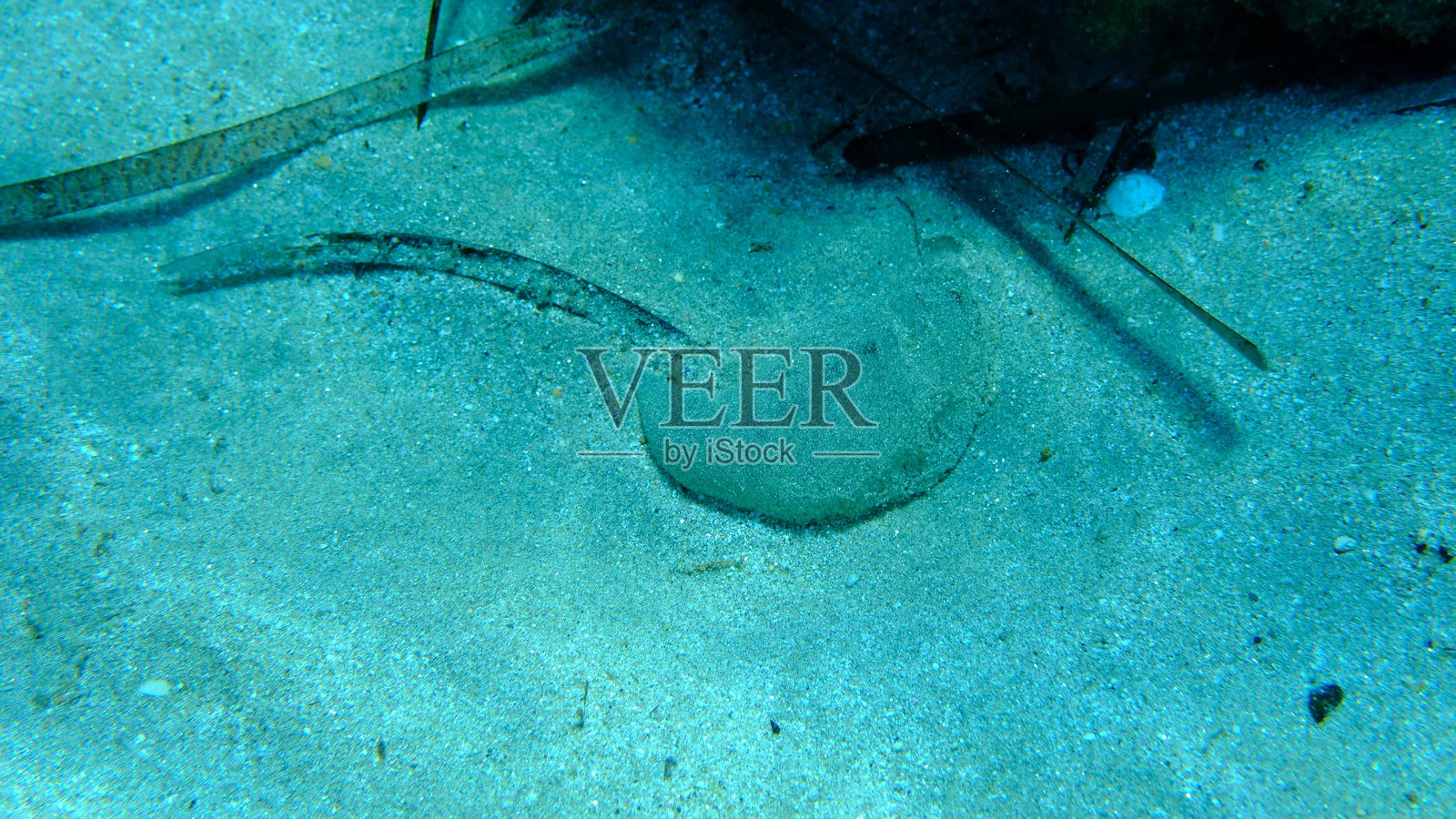 海底保护鞘中的沙虫或沙蚯蚓(Arenicola sp. marina var.)卵照片摄影图片