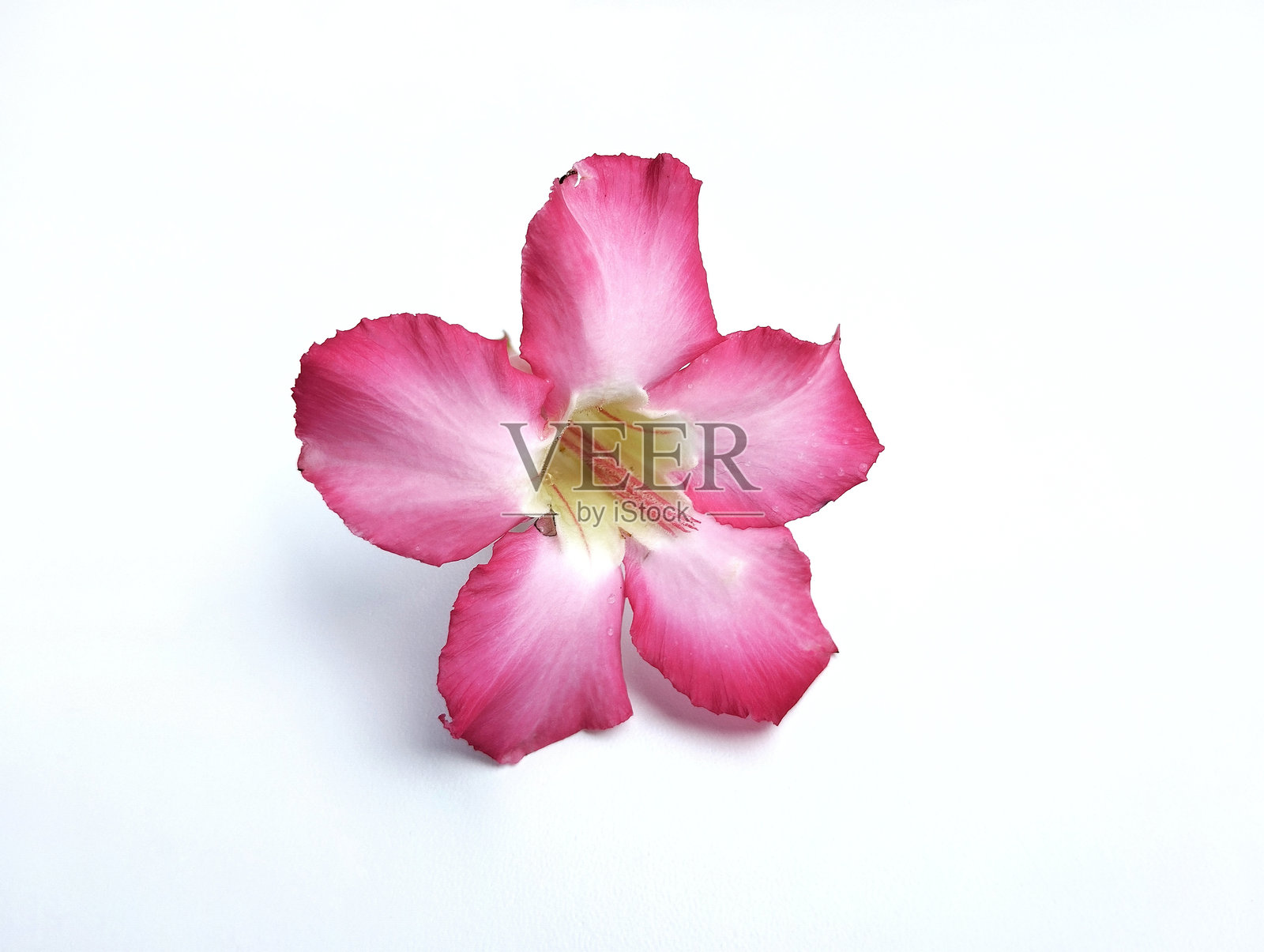 孤立在白色背景上的阿登尼姆花(Frangipani花)照片摄影图片