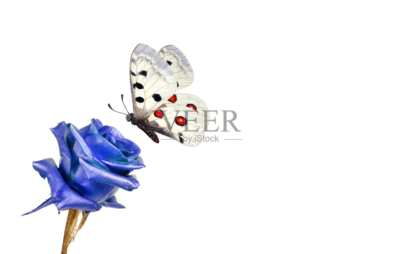 明亮的阿波罗蝴蝶停在蓝色玫瑰上,背景为白色,留有空白空间。照片摄影图片