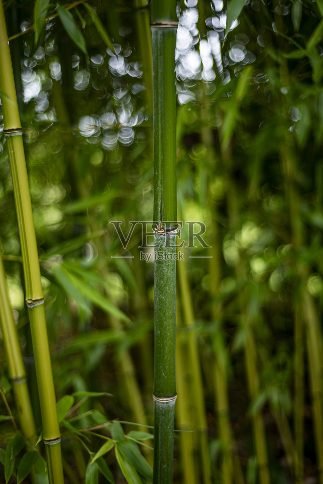 花园中生长的绿色竹子的特写地面视角。照片摄影图片