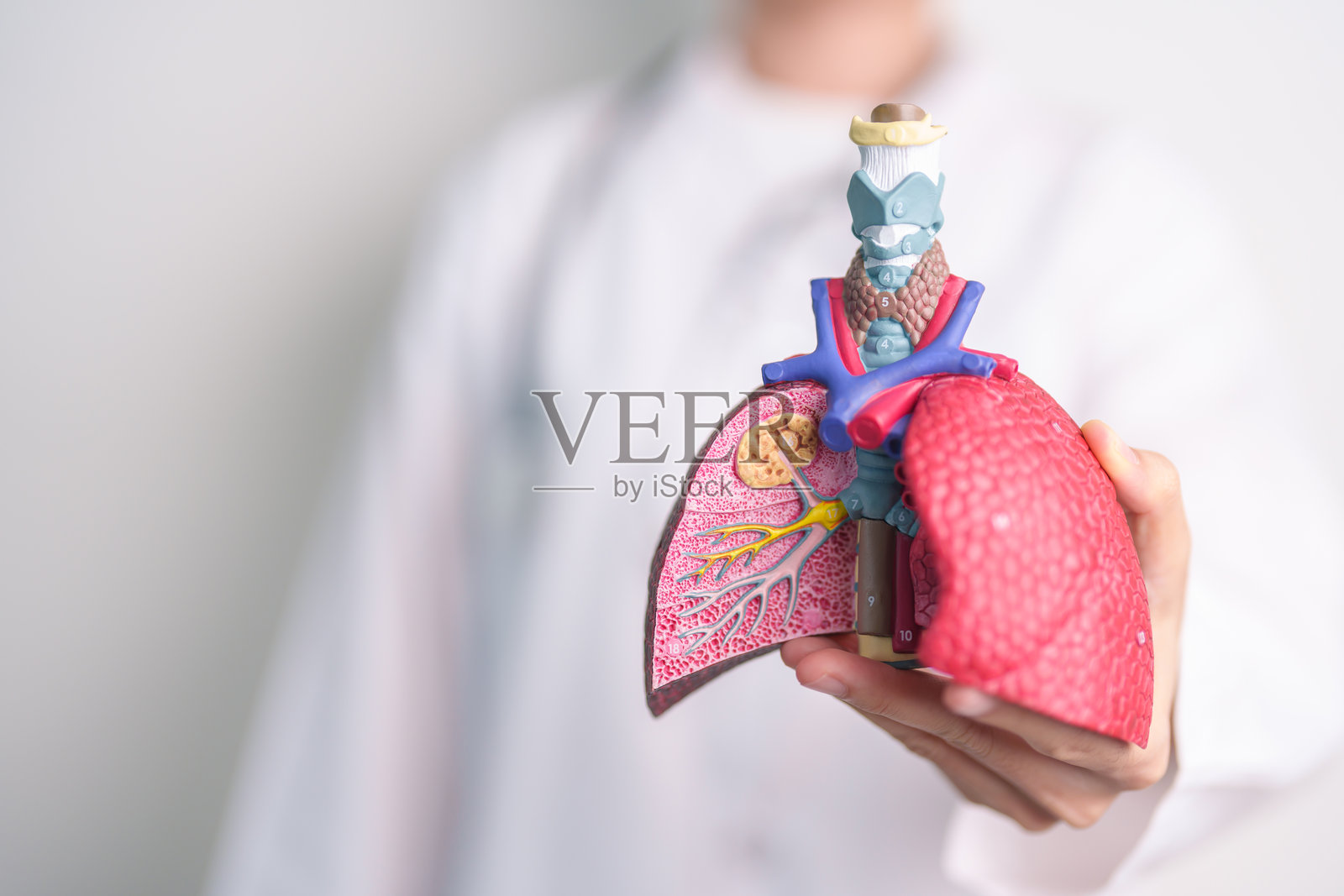 展示吸烟者与正常肺部解剖结构的医生(疾病、肺癌、哮喘、慢性阻塞性肺病或COPD、支气管炎、肺气肿、囊性纤维化、支气管扩张、肺炎和世界肺 दिवस)照片摄影图片