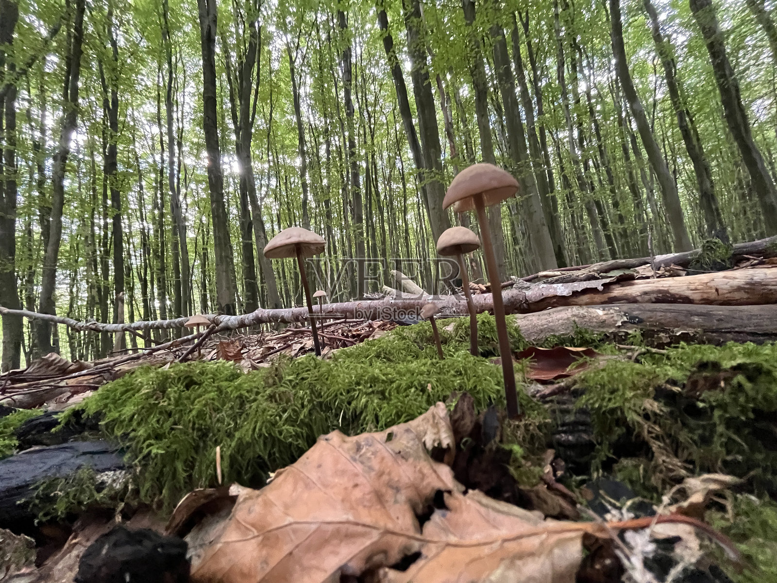 蘑菇照片摄影图片