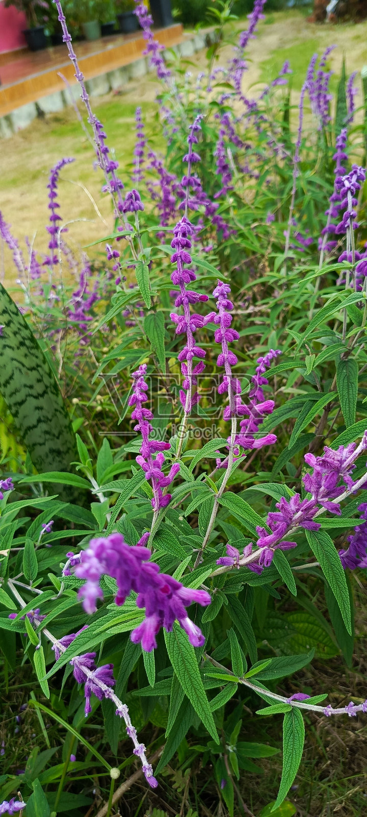 圣巴巴拉鼠尾草是常见墨西哥鼠尾草的一种矮生品种。照片摄影图片