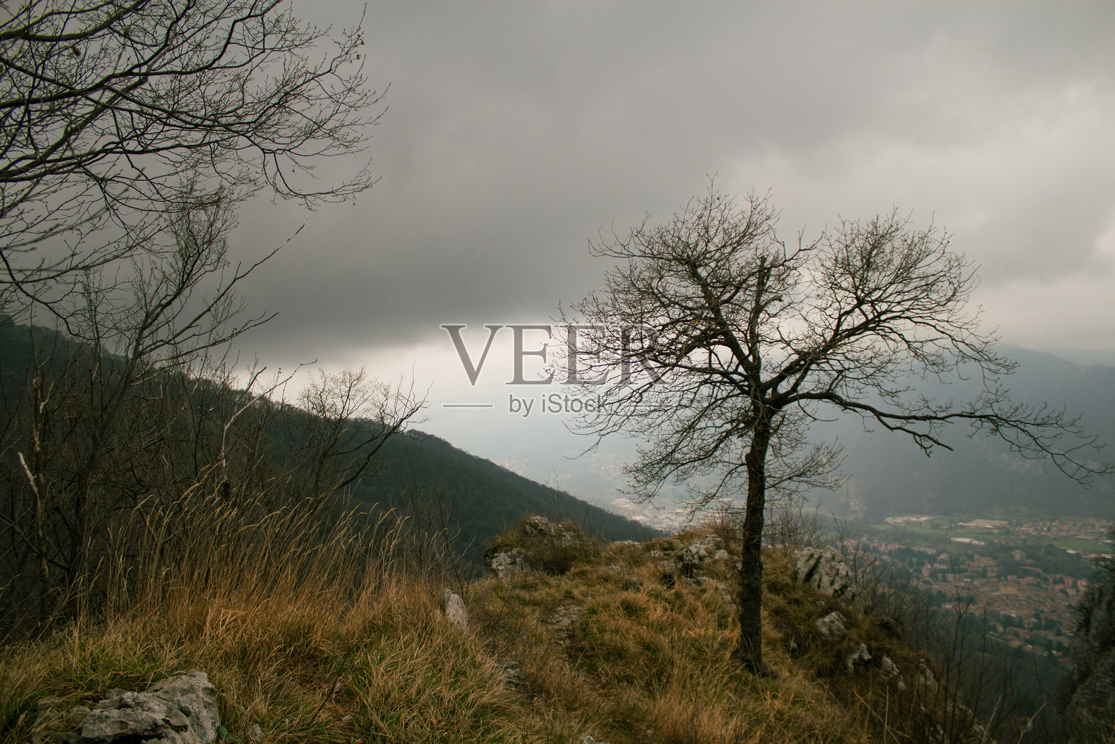 悬崖边的树照片摄影图片