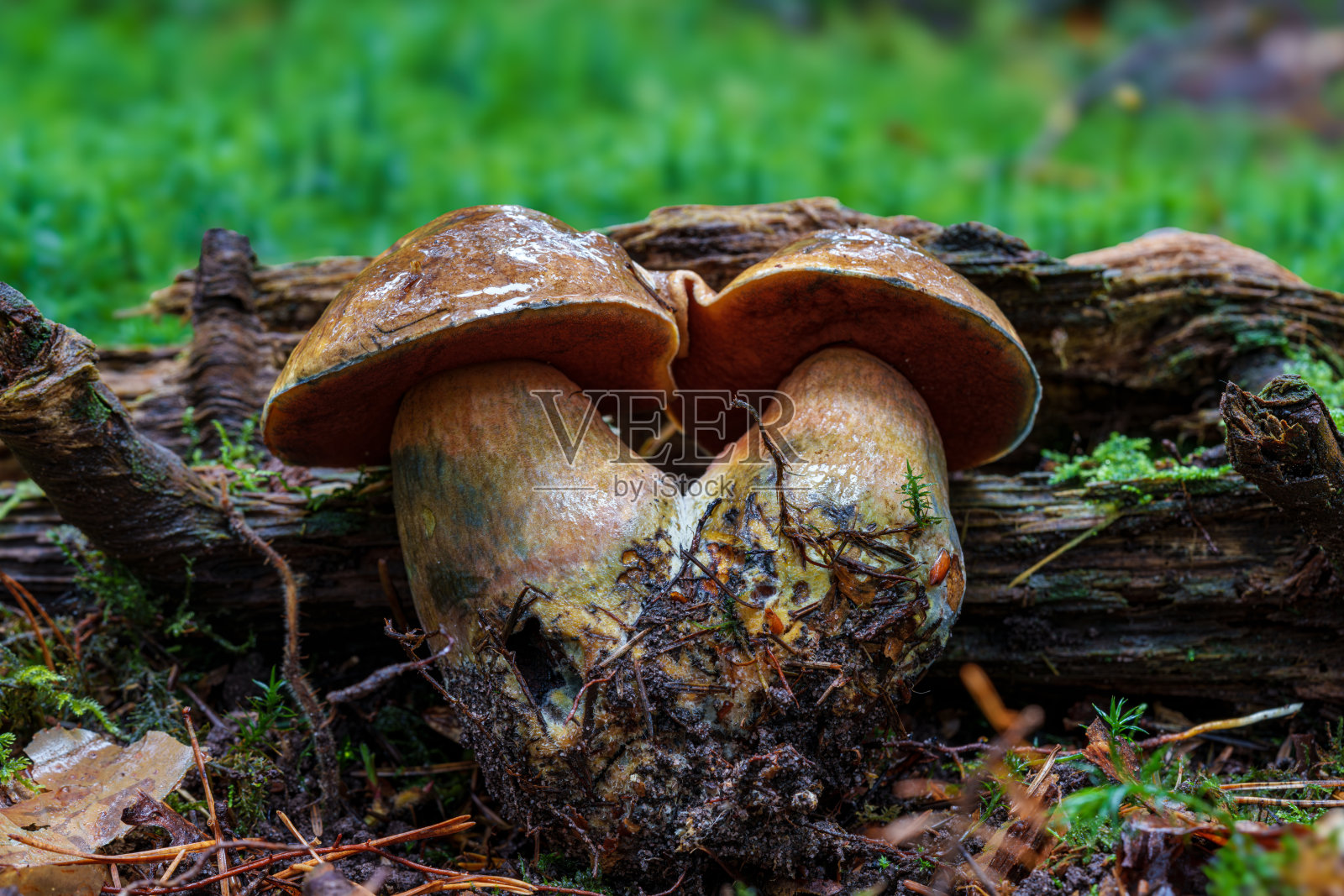 秋季丰盛而生机勃勃的绿色森林中大量生长的蘑菇,Neoboletus luridiformis照片摄影图片
