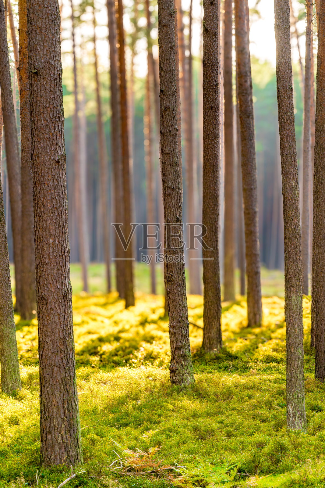 阳光透过树木优雅地洒落,营造出美丽宁静的森林景观。照片摄影图片