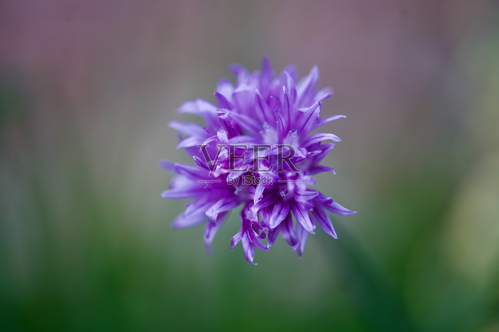 紫色韭菜花头照片摄影图片